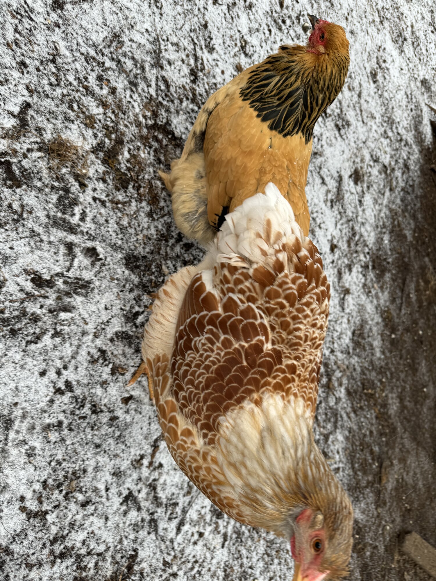 2024—Winter on the Farm Photo Contest 37.jpg