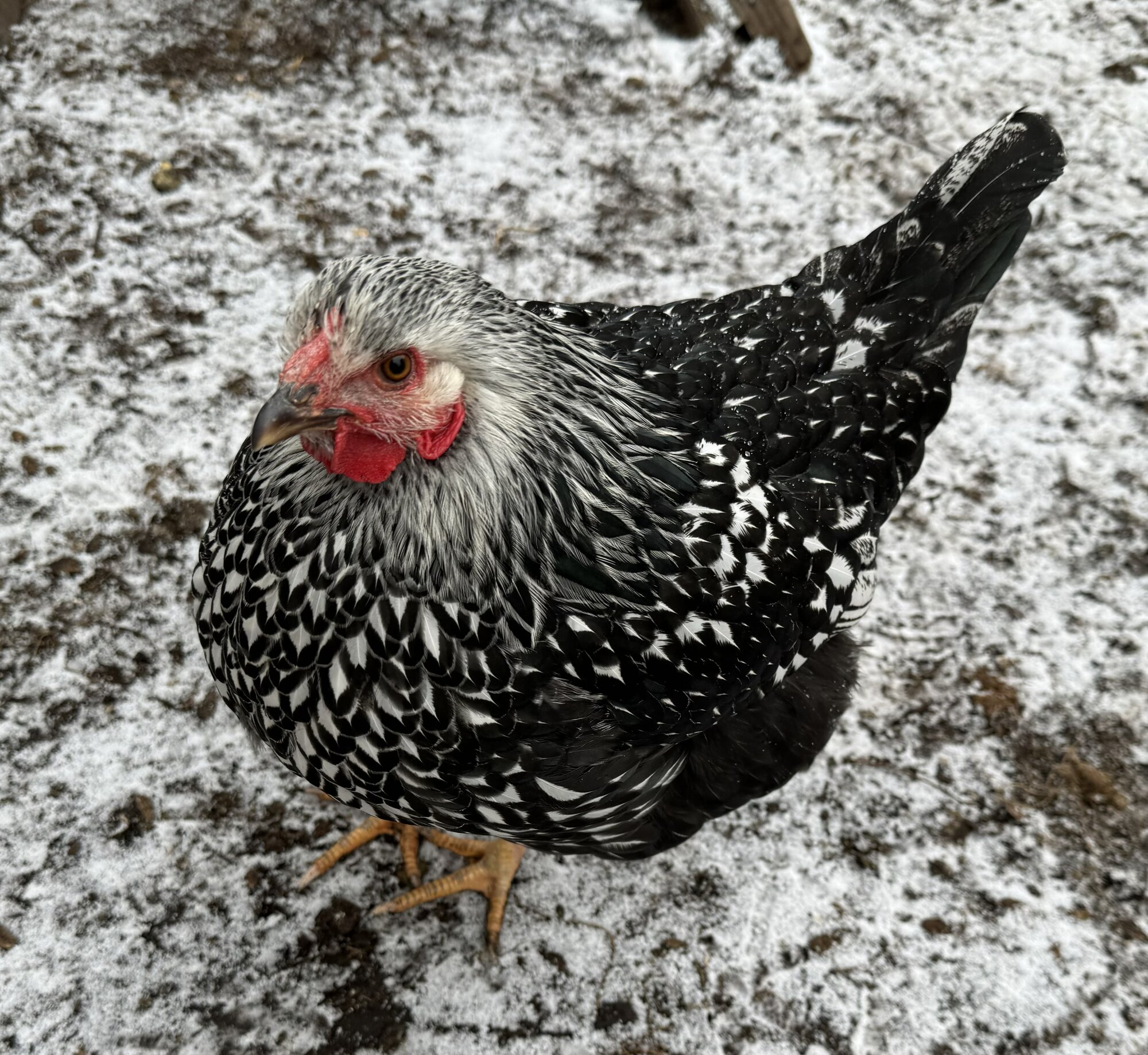 2024—Winter on the Farm Photo Contest 38.jpg