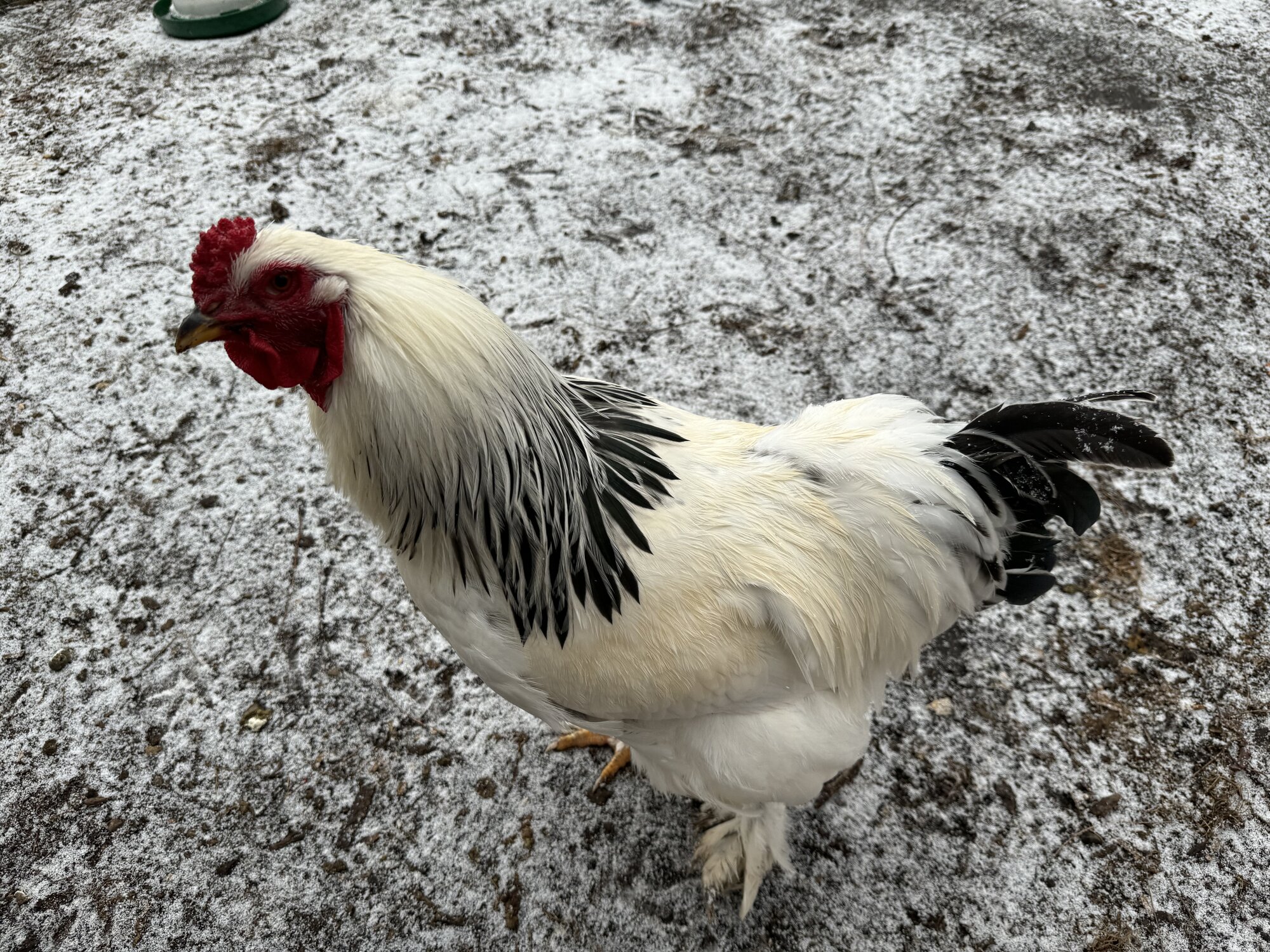 2024—Winter on the Farm Photo Contest 39.jpg