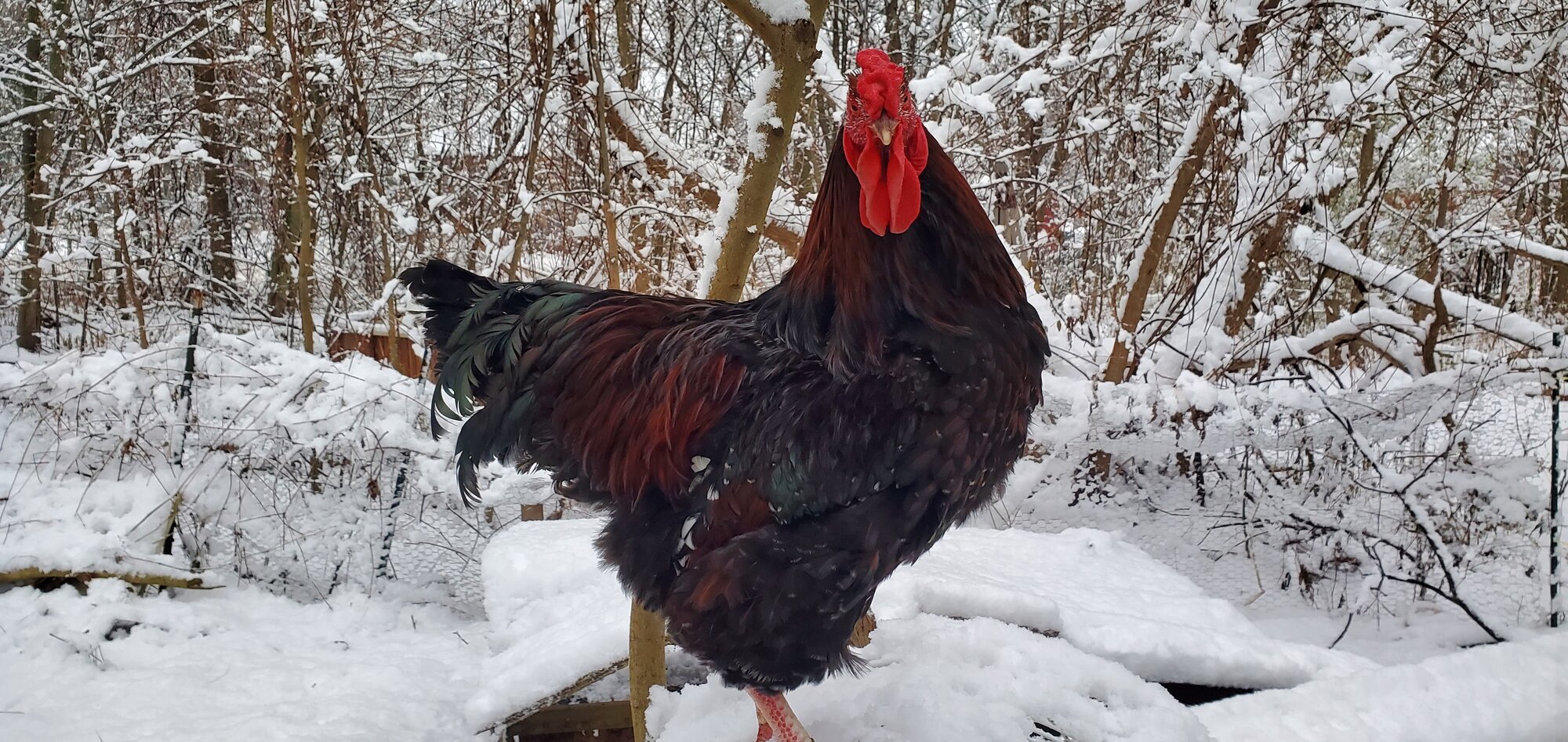 2024—Winter on the Farm Photo Contest 4.jpg