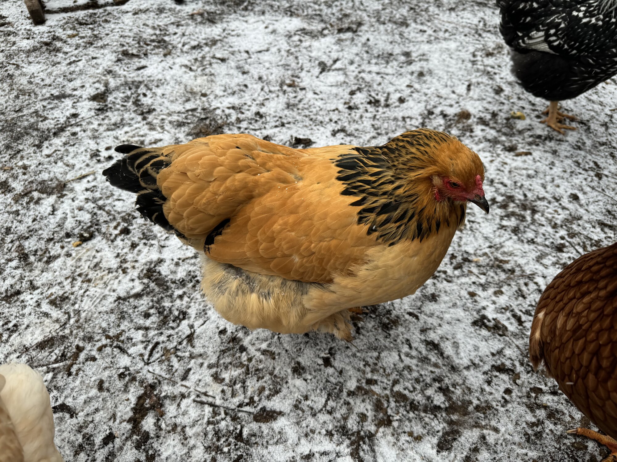 2024—Winter on the Farm Photo Contest 40.jpg