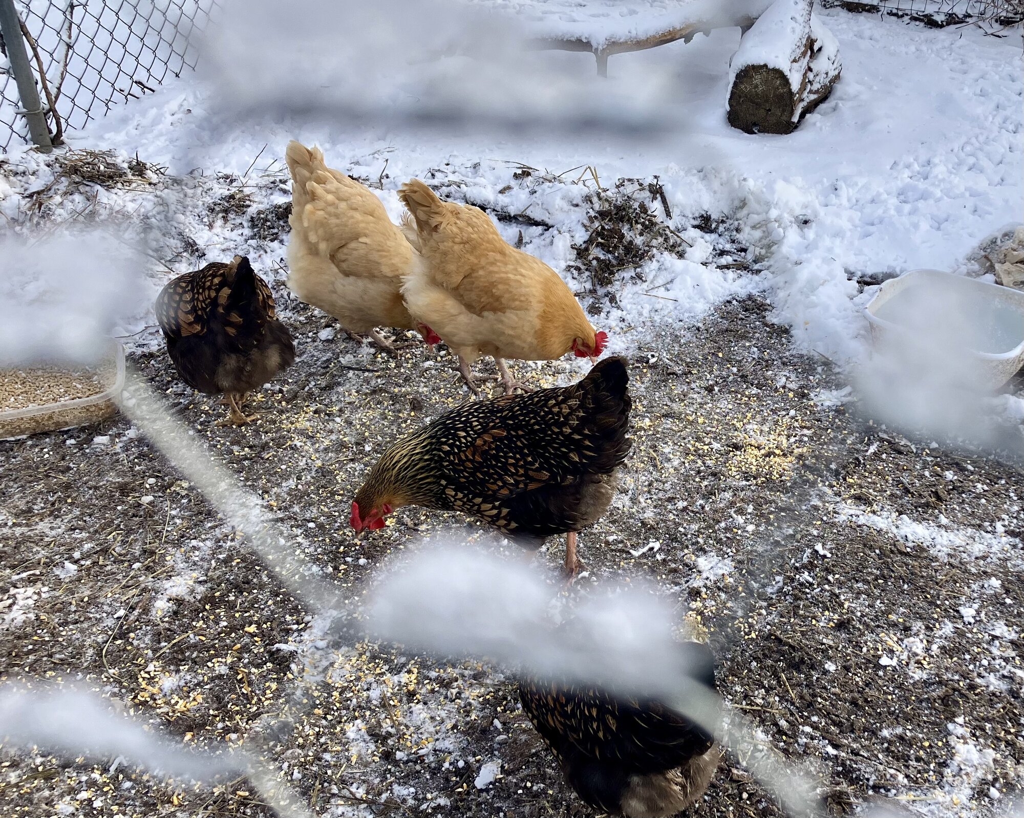 2024—Winter on the Farm Photo Contest 46.jpg
