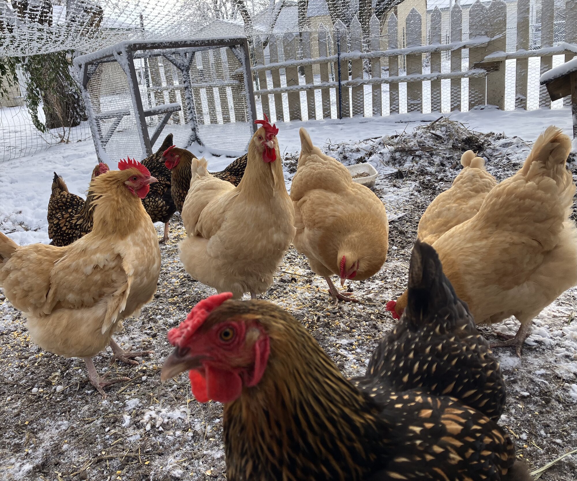 2024—Winter on the Farm Photo Contest 47.jpg