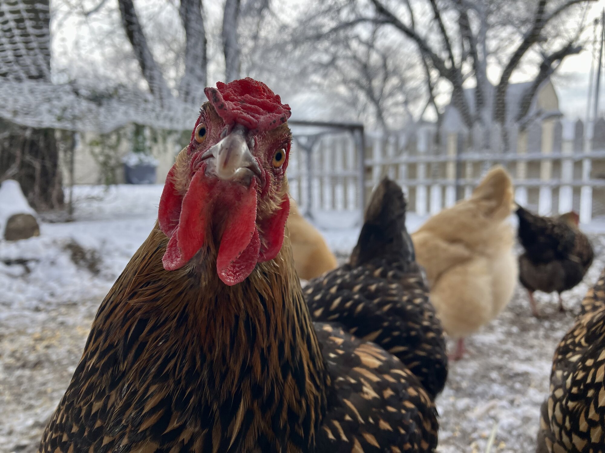 2024—Winter on the Farm Photo Contest 48.jpg