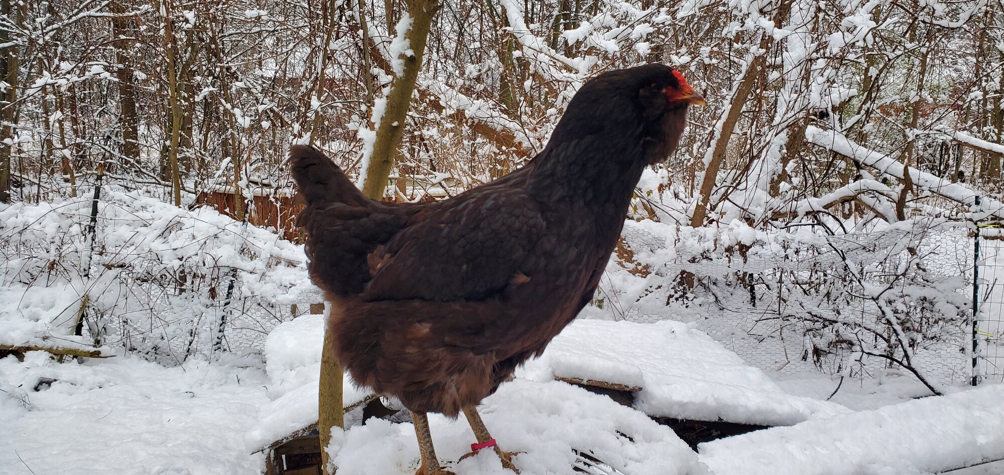 2024—Winter on the Farm Photo Contest 5.jpg