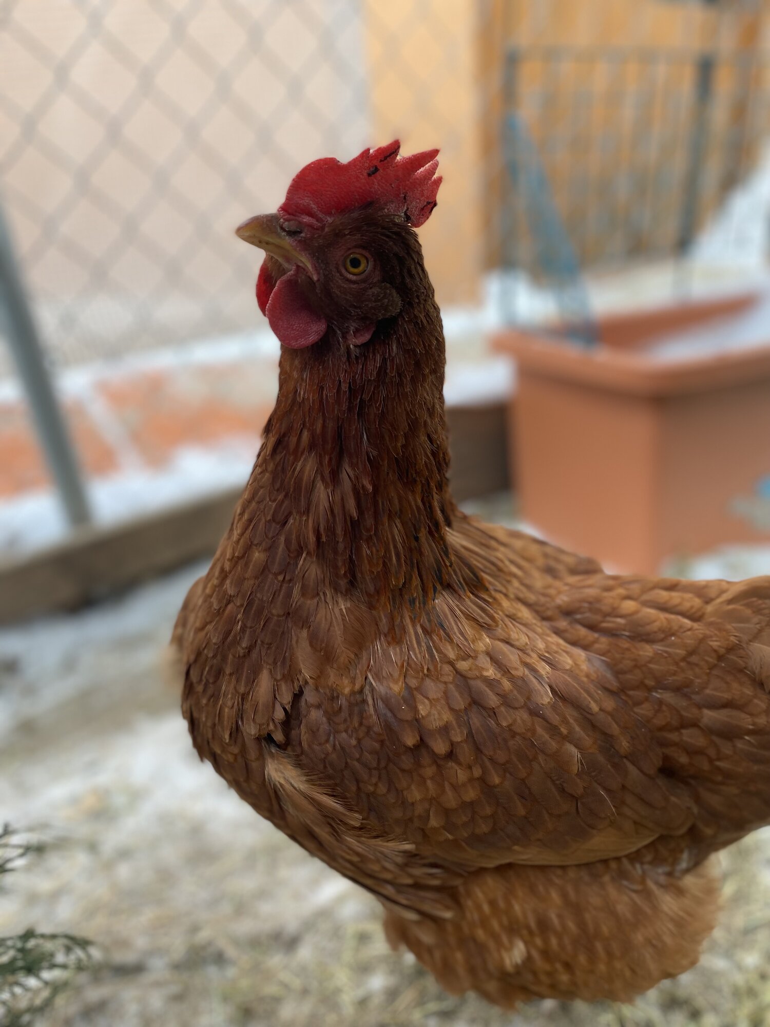 2024—Winter on the Farm Photo Contest 51.jpg