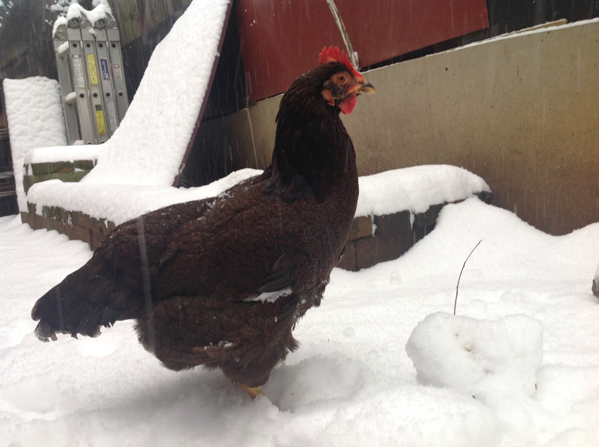 2024—Winter on the Farm Photo Contest 53.jpg