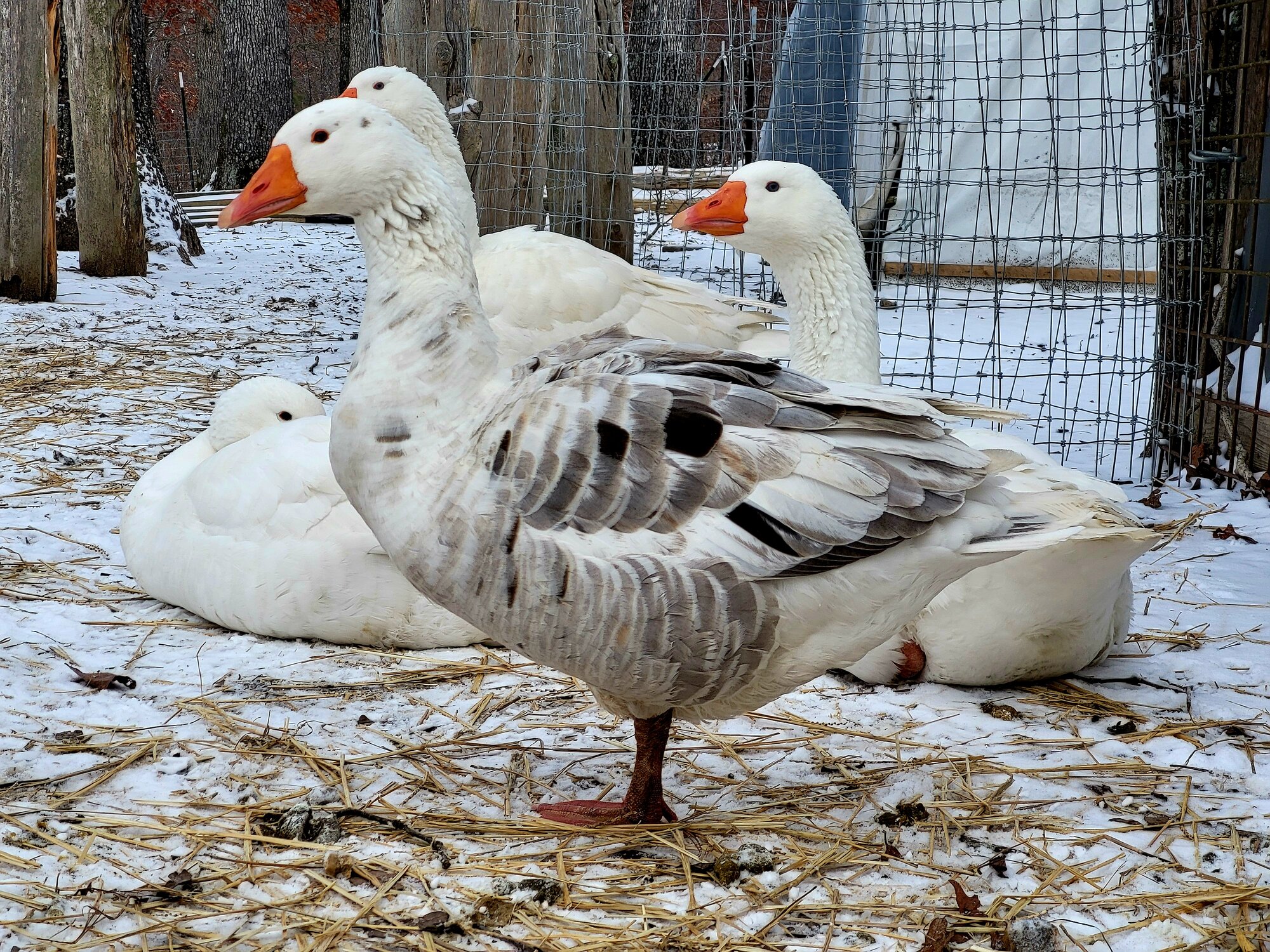 2024—Winter on the Farm Photo Contest 55.jpg
