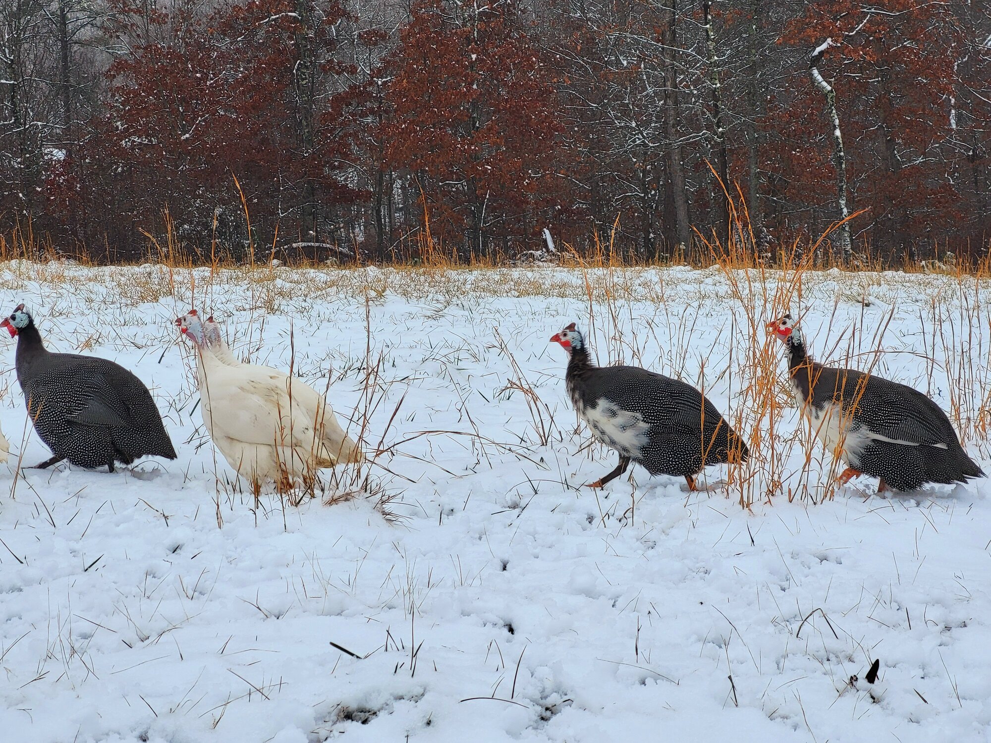 2024—Winter on the Farm Photo Contest 56.jpg
