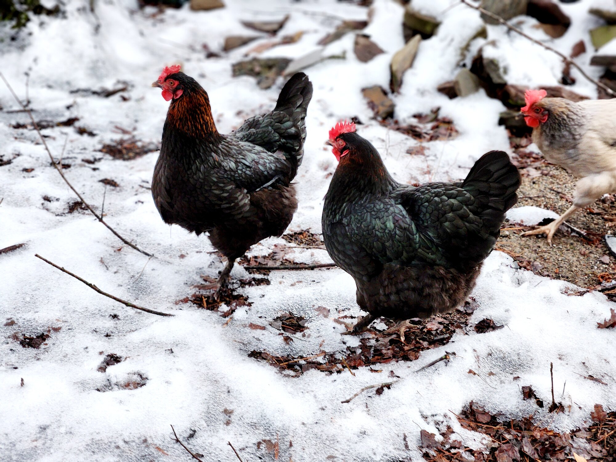 2024—Winter on the Farm Photo Contest 59.jpg
