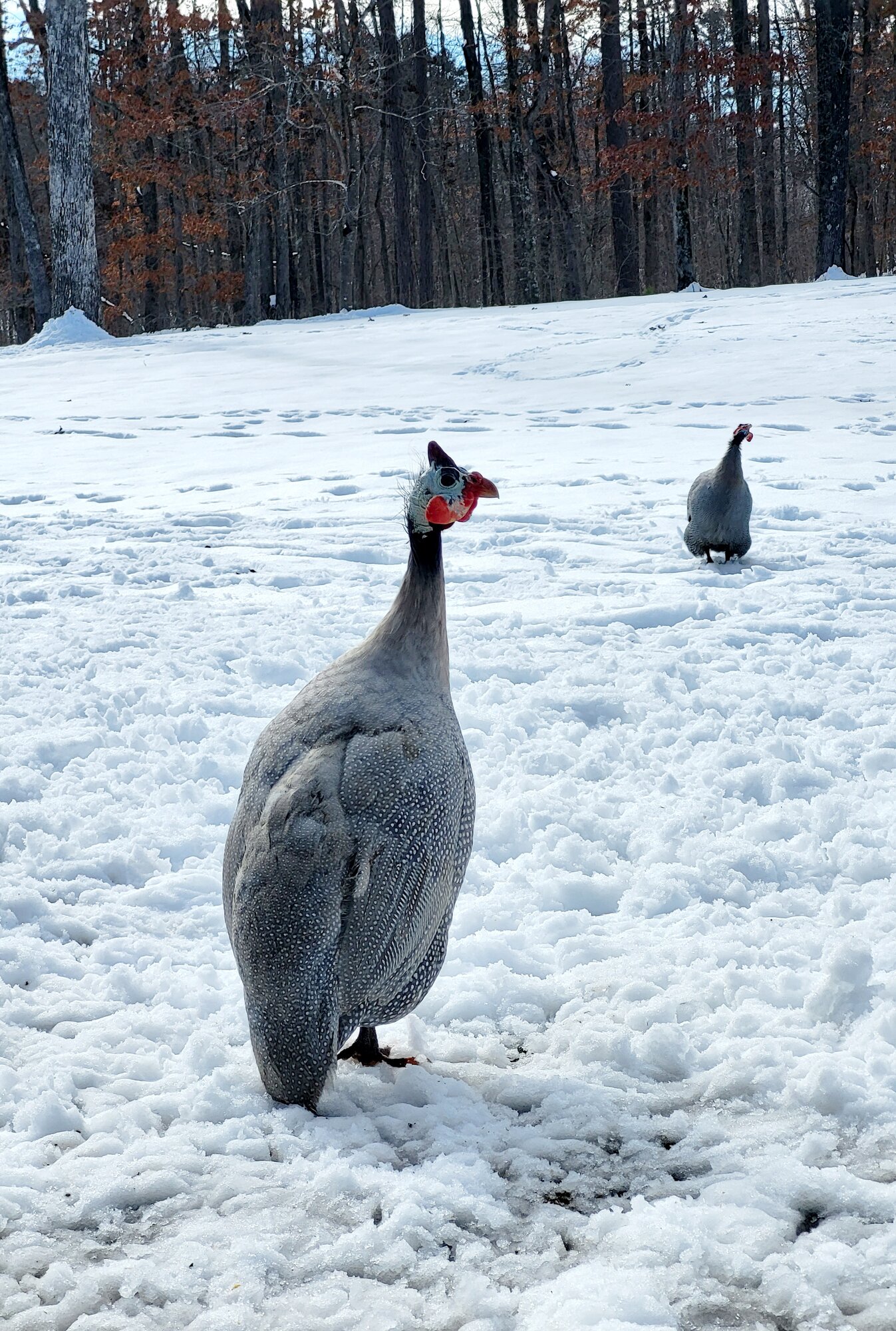 2024—Winter on the Farm Photo Contest 6.jpg