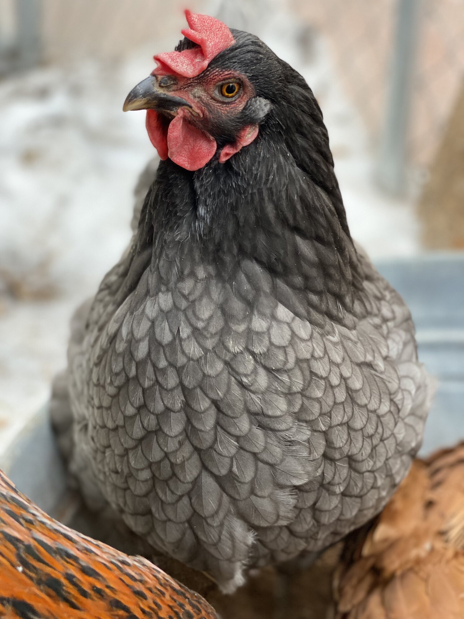 2024—Winter on the Farm Photo Contest 61.jpg