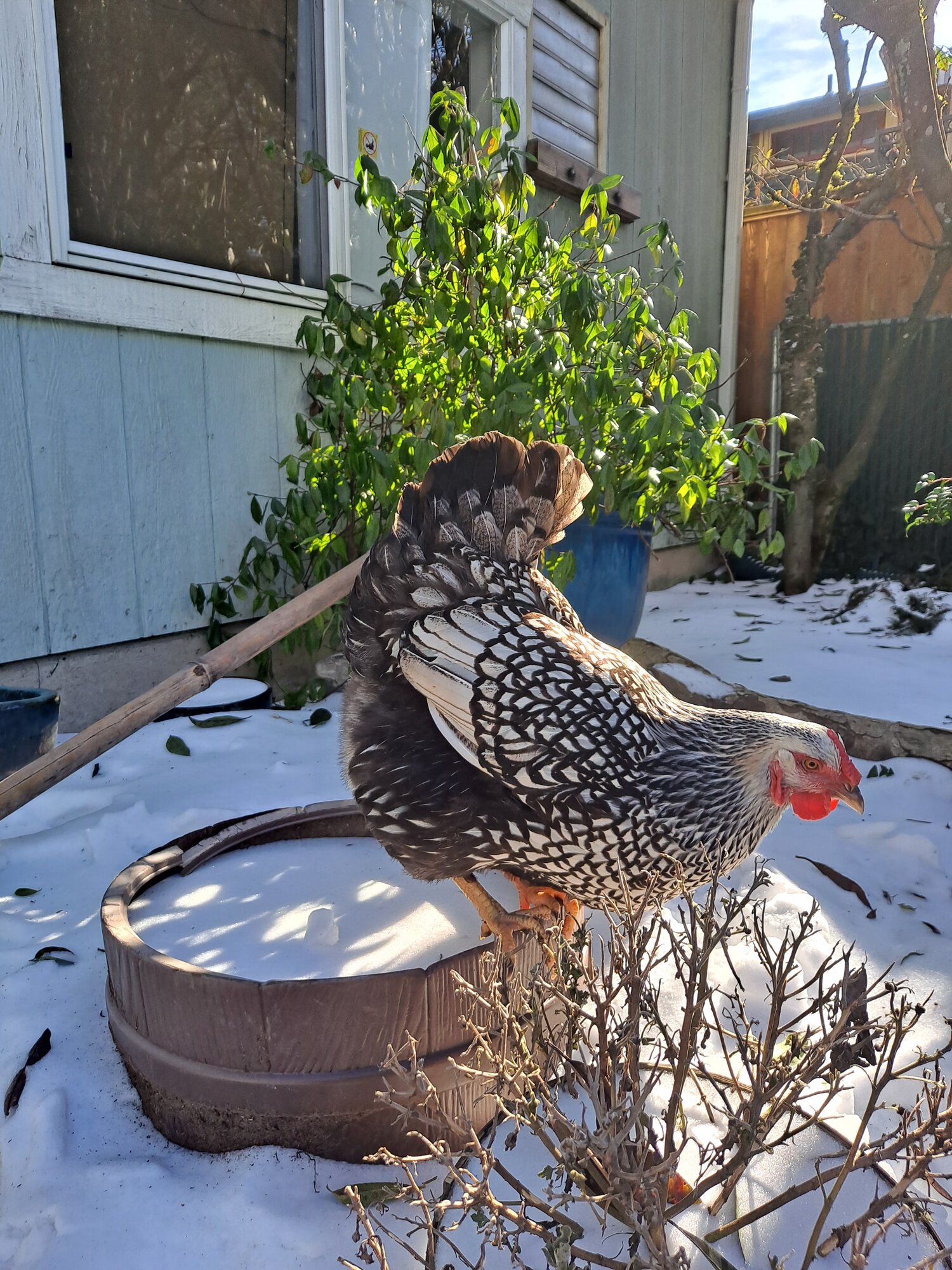 2024—Winter on the Farm Photo Contest 62.jpg