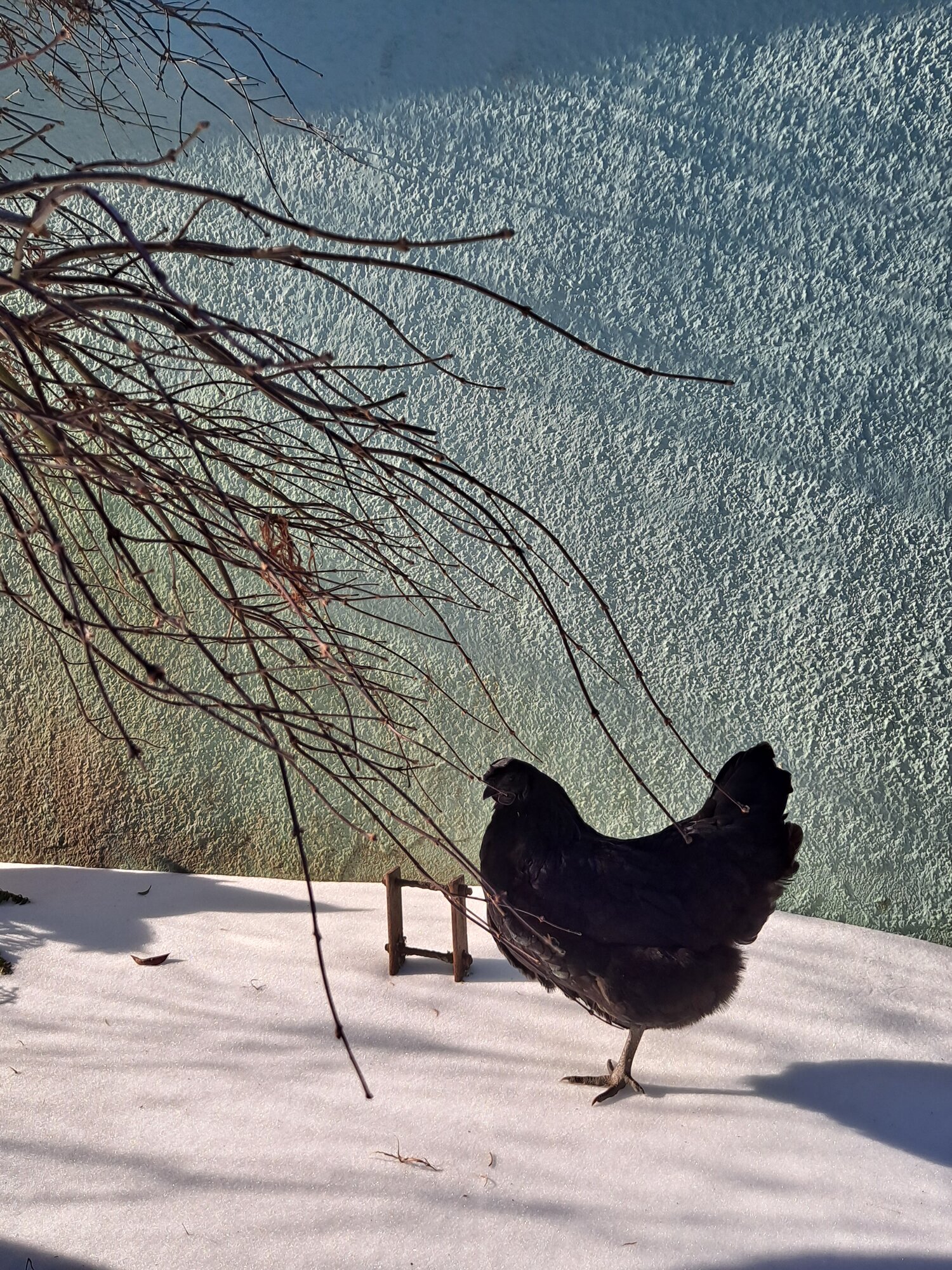 2024—Winter on the Farm Photo Contest 63.jpg