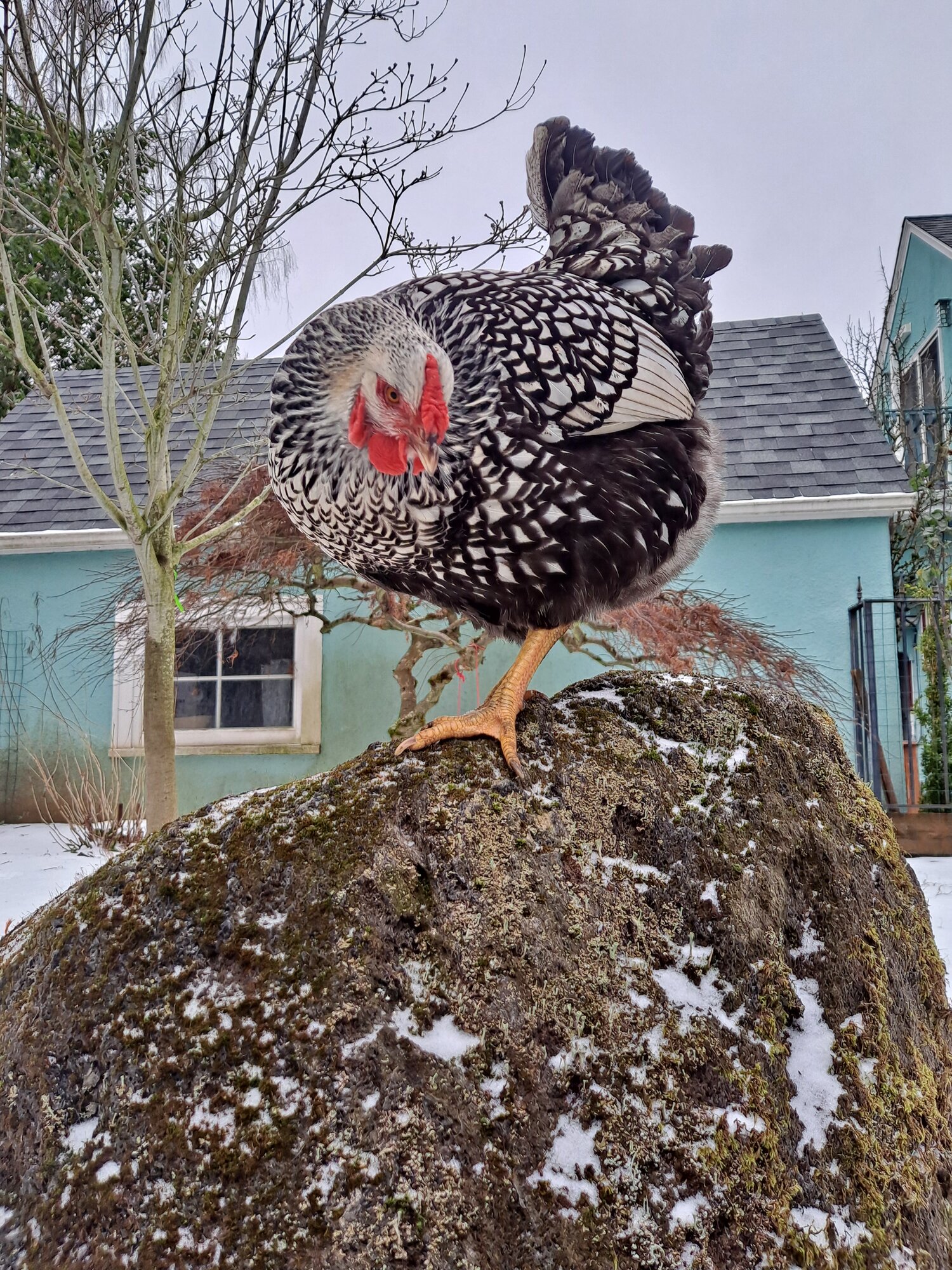 2024—Winter on the Farm Photo Contest 64.jpg