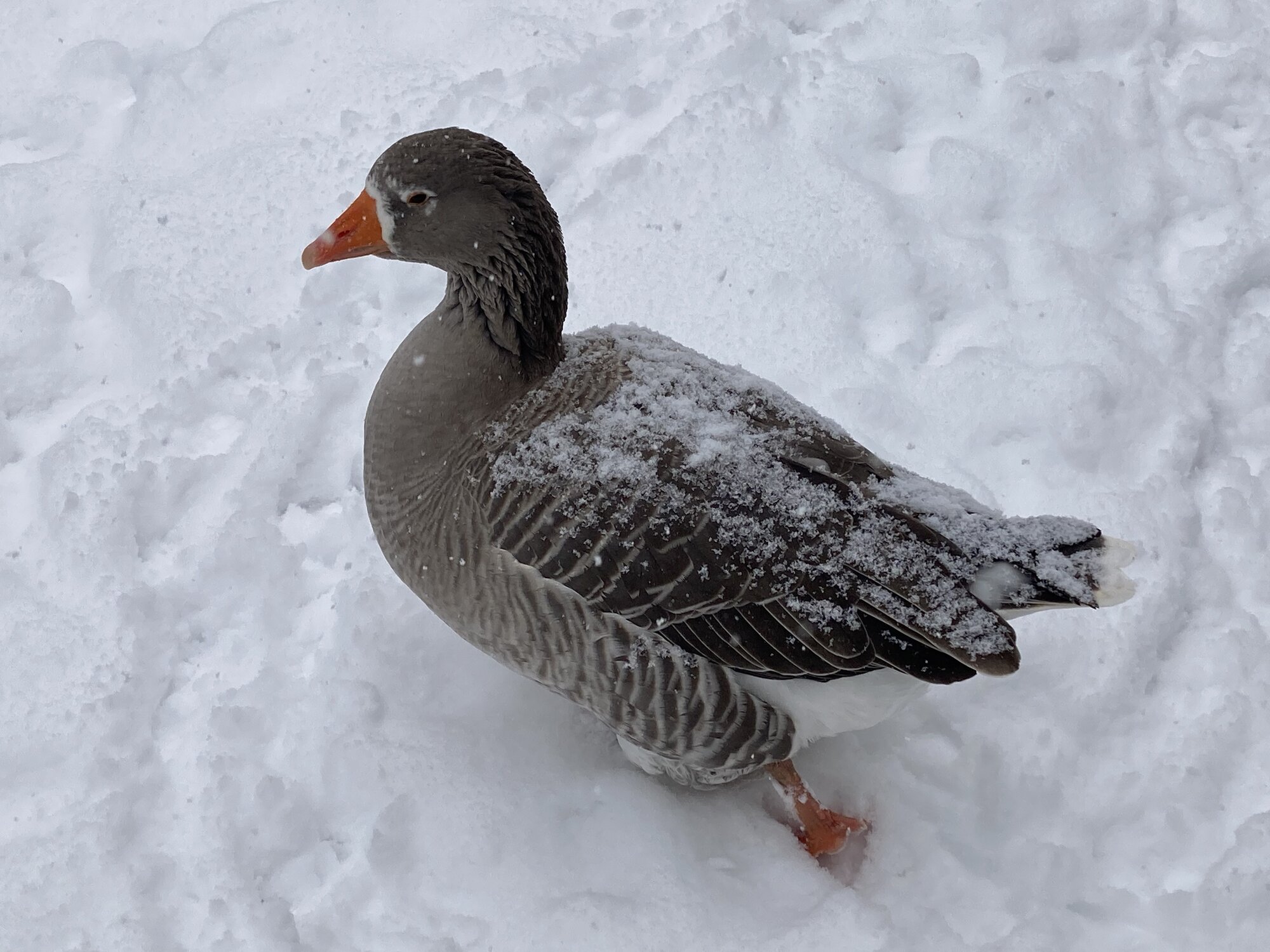 2024—Winter on the Farm Photo Contest 68.jpg