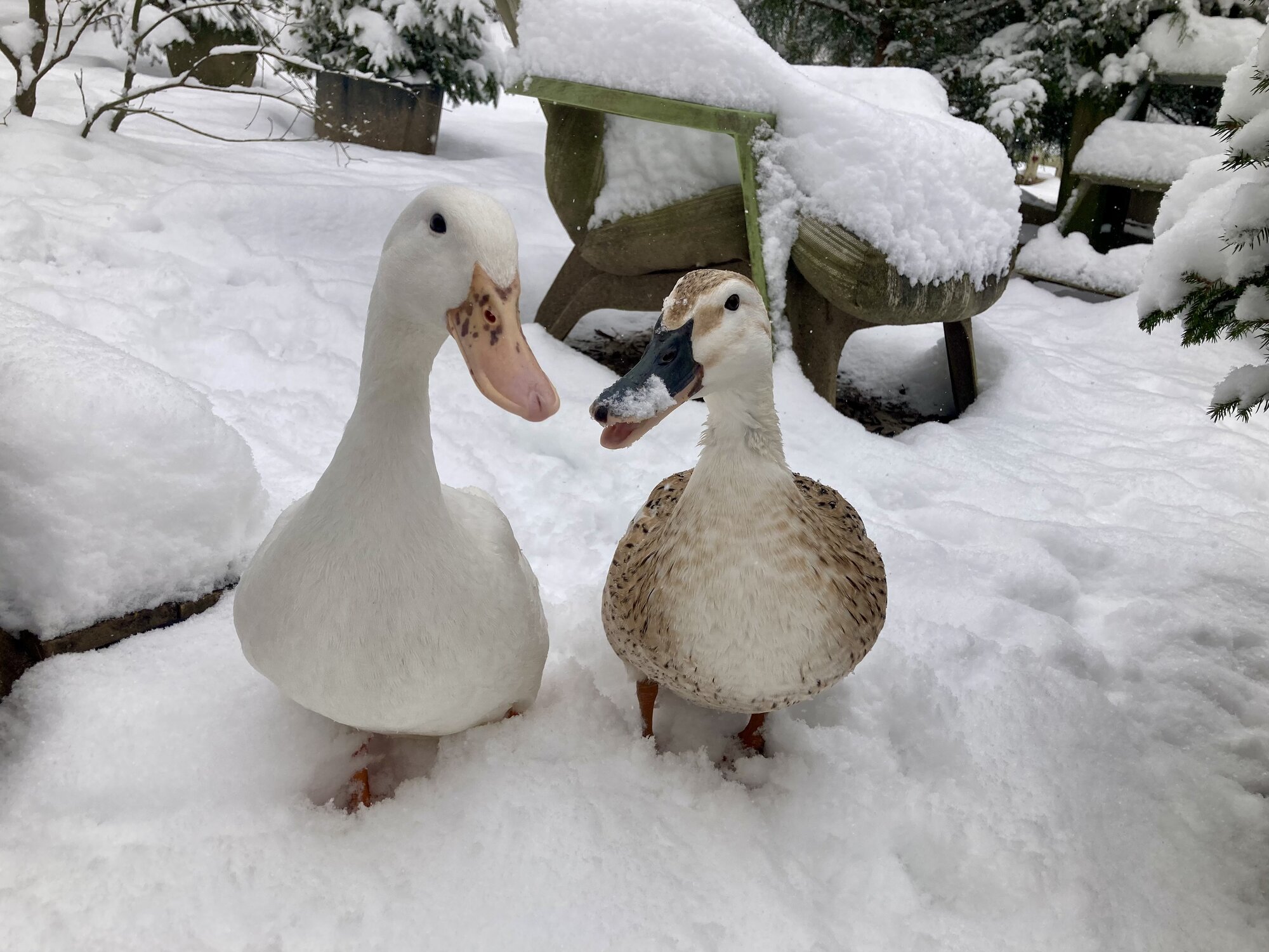 2024—Winter on the Farm Photo Contest 69.jpg