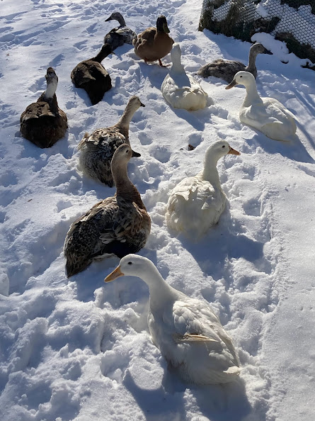 2024—Winter on the Farm Photo Contest 7.jpg