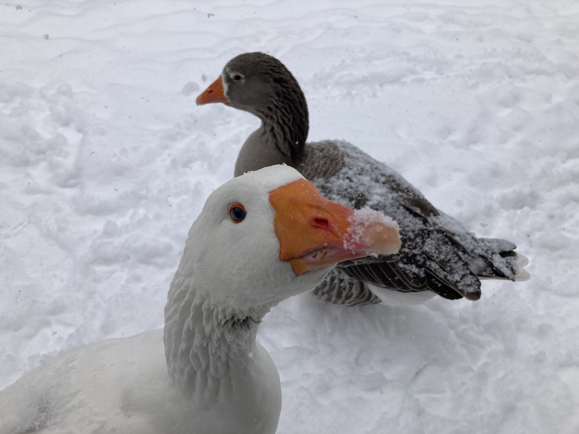 2024—Winter on the Farm Photo Contest 70.jpg