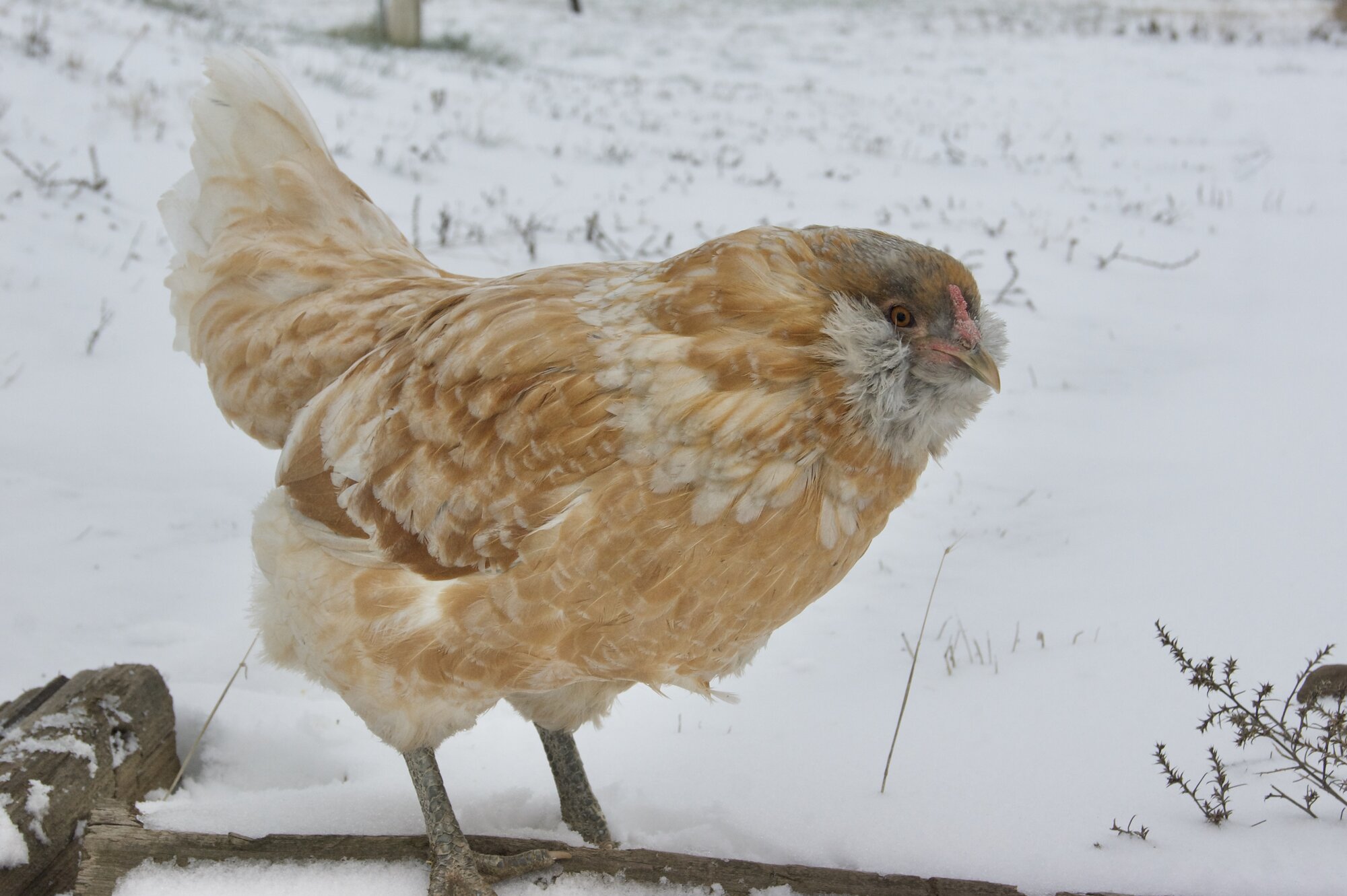 2024—Winter on the Farm Photo Contest 71.jpg