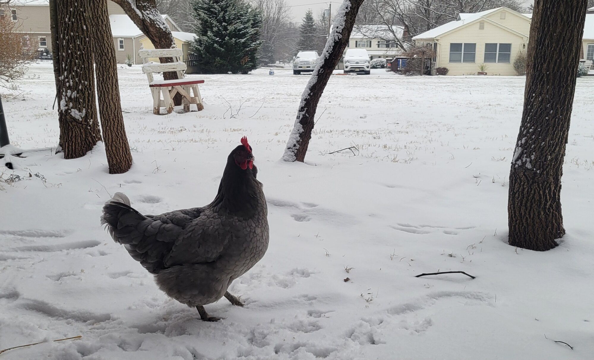 2024—Winter on the Farm Photo Contest 73.jpg