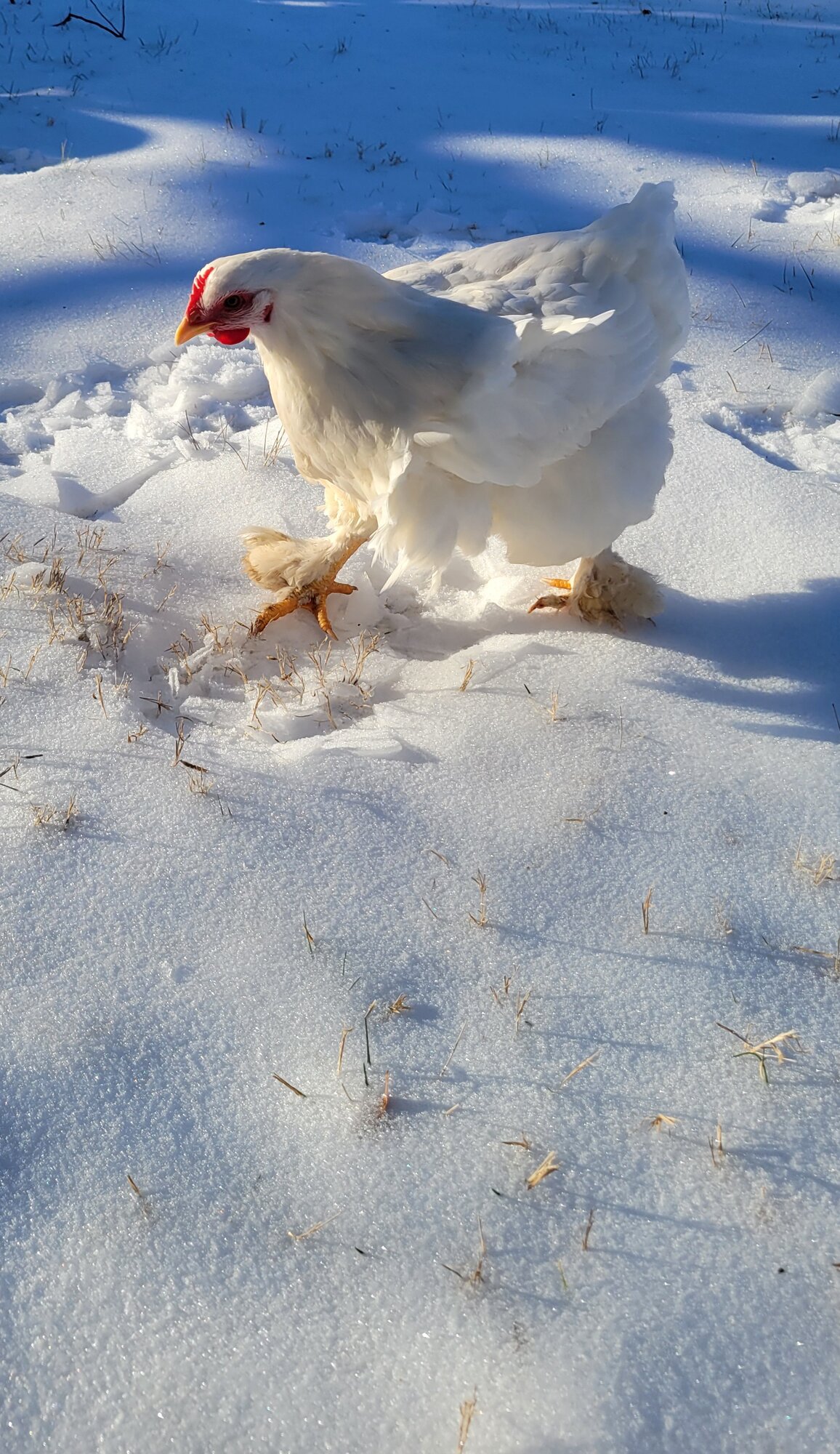 2024—Winter on the Farm Photo Contest 74.jpg