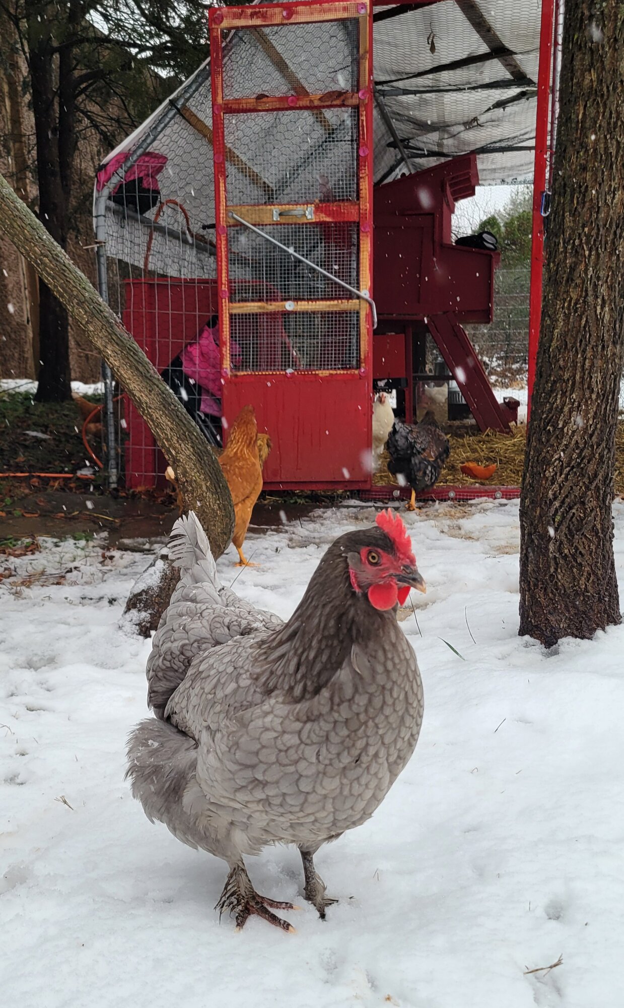 2024—Winter on the Farm Photo Contest 76.jpg