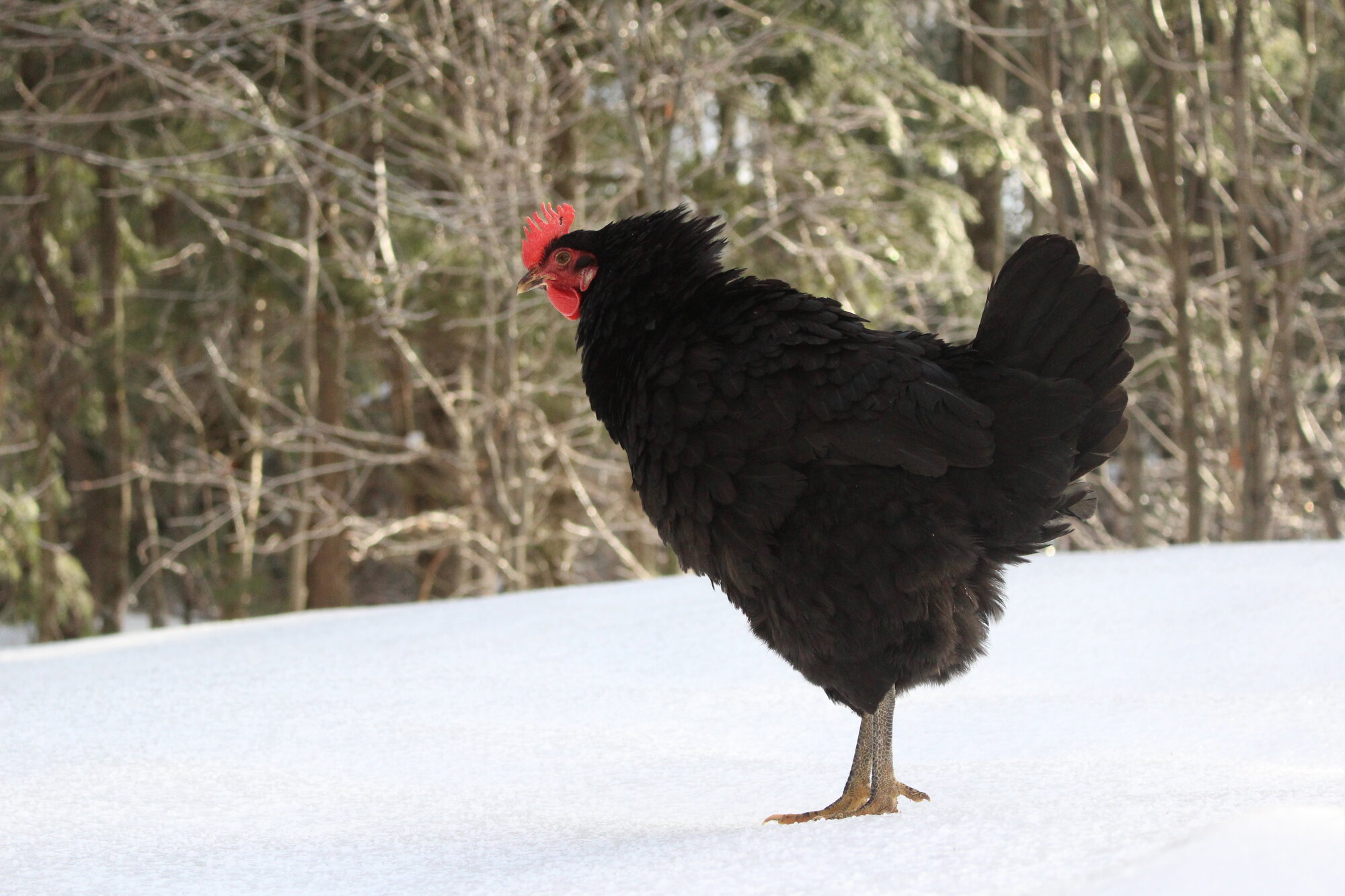 2024—Winter on the Farm Photo Contest 77.jpg