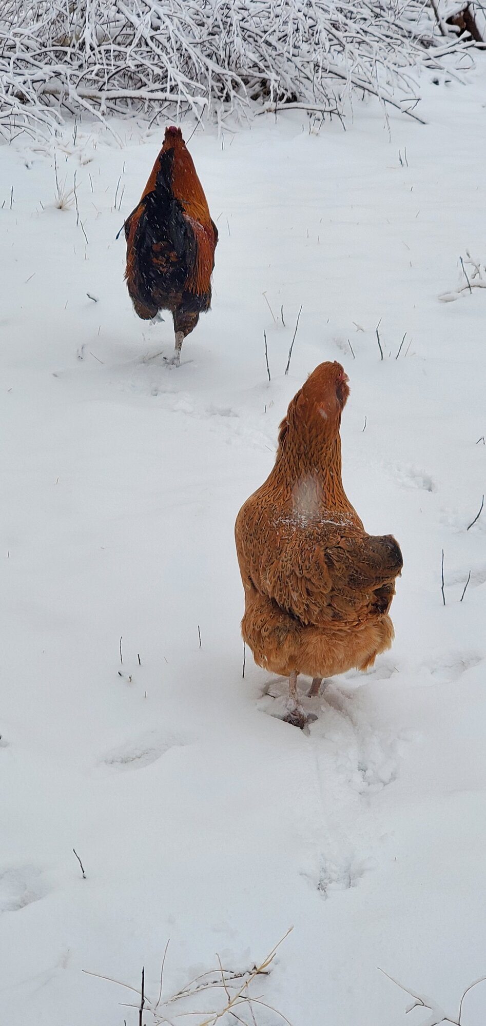 2024—Winter on the Farm Photo Contest 78.jpg