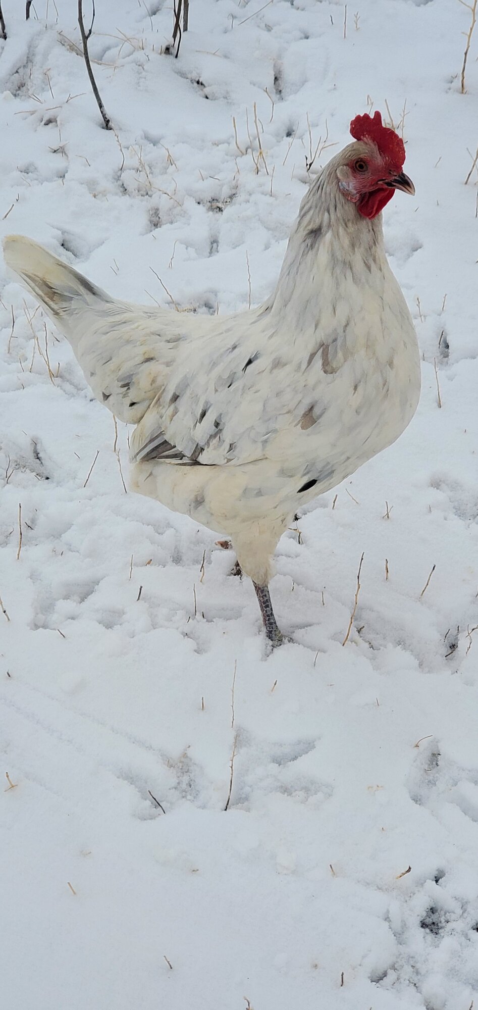 2024—Winter on the Farm Photo Contest 80.jpg