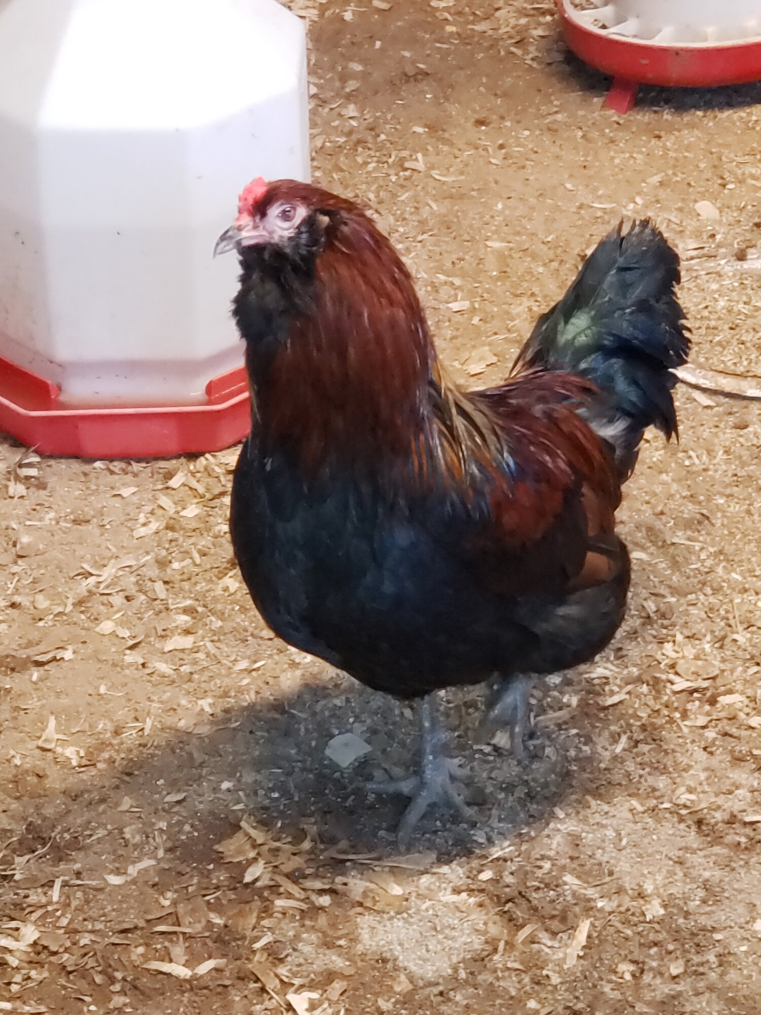 2024—Winter on the Farm Photo Contest 82.jpg