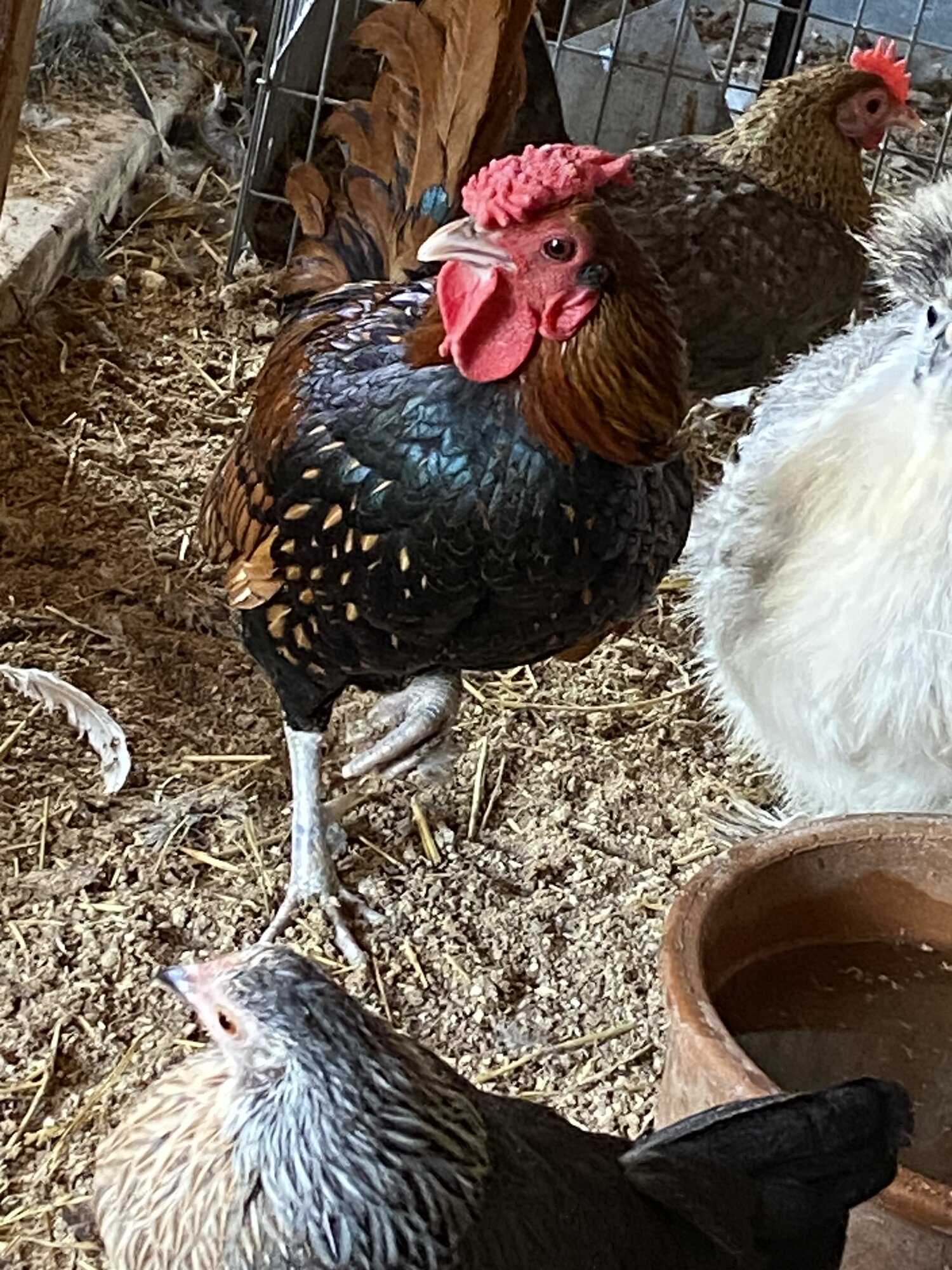 2024—Winter on the Farm Photo Contest 84.jpg