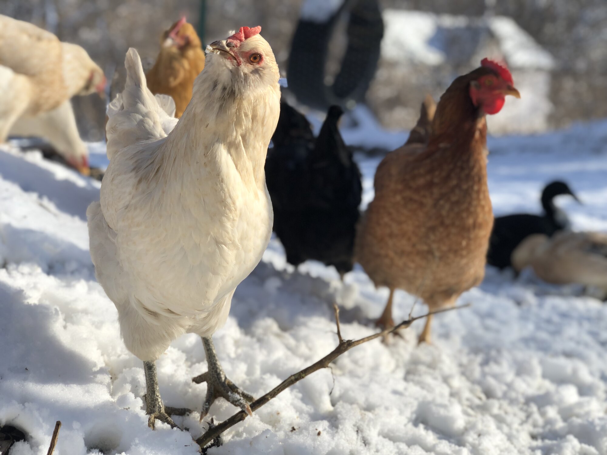 2024—Winter on the Farm Photo Contest 85.jpg