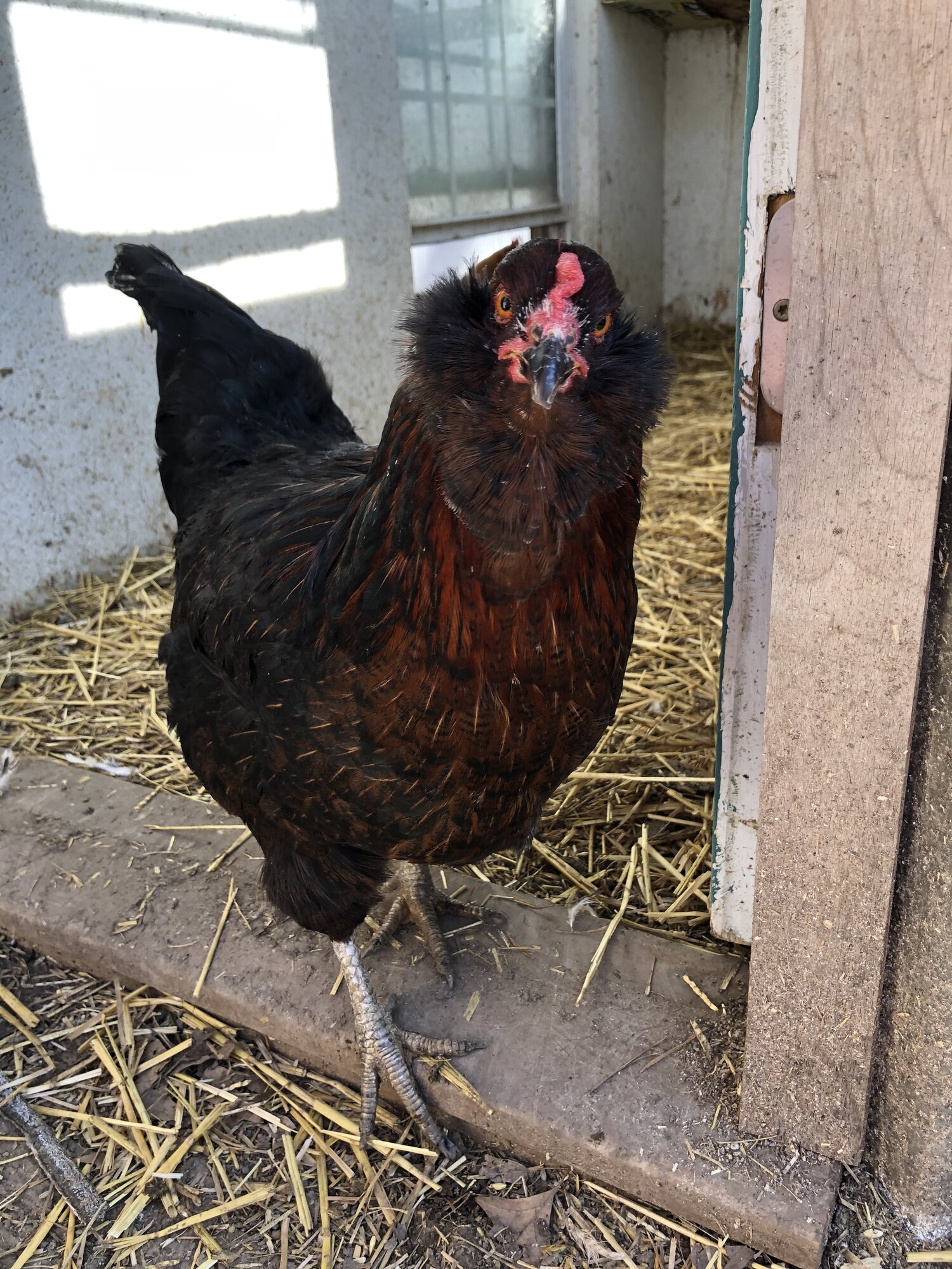 2024—Winter on the Farm Photo Contest 86.jpg
