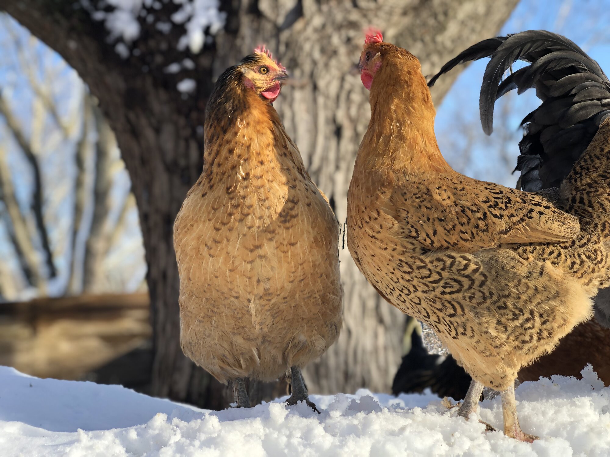2024—Winter on the Farm Photo Contest 87.jpg