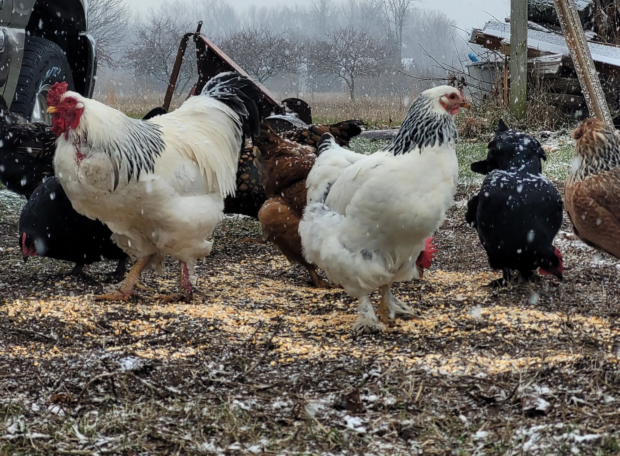 2024—Winter on the Farm Photo Contest 88.jpg