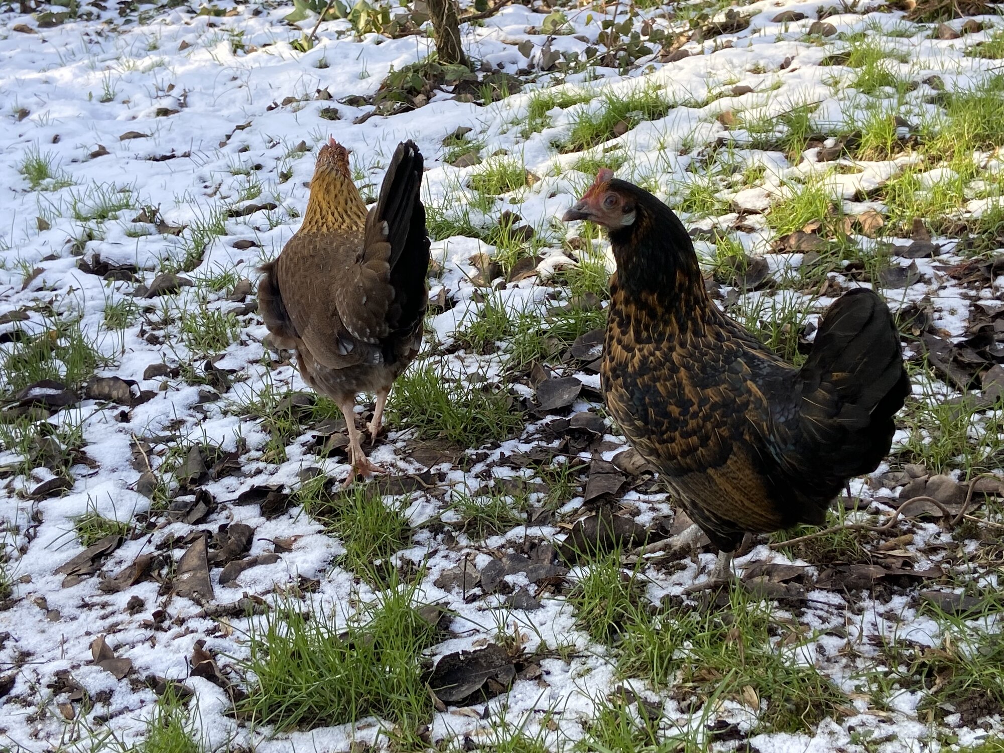 2024—Winter on the Farm Photo Contest 92.jpg