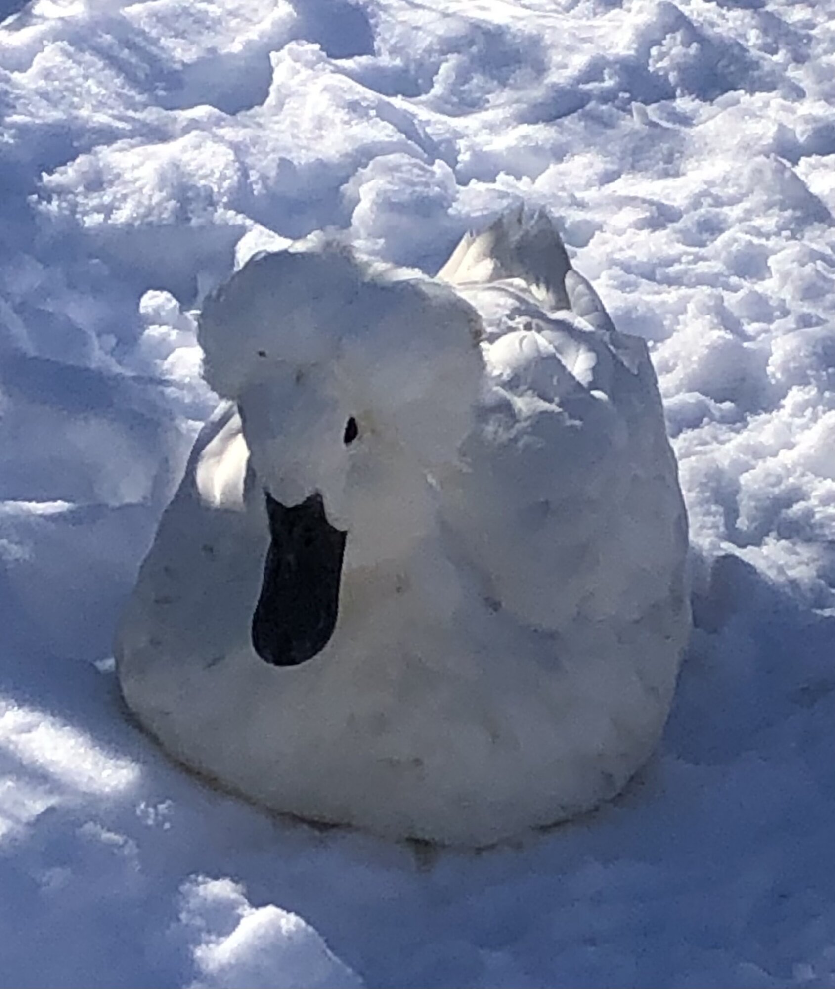 2024—Winter on the Farm Photo Contest 94.jpg