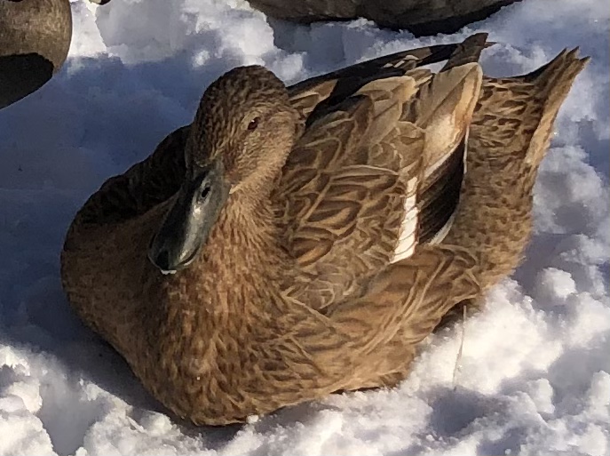 2024—Winter on the Farm Photo Contest 95.jpg