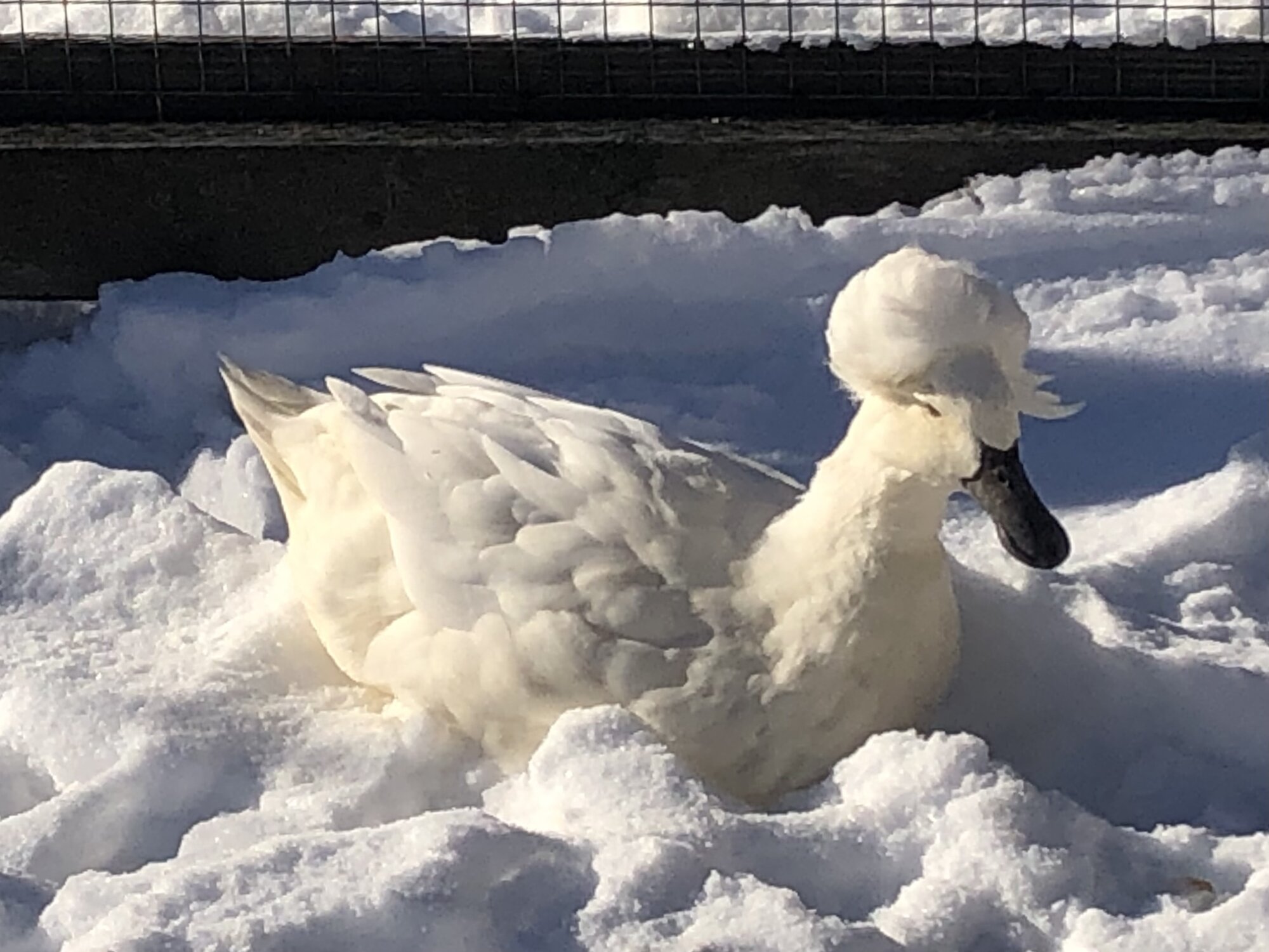 2024—Winter on the Farm Photo Contest 96.jpg