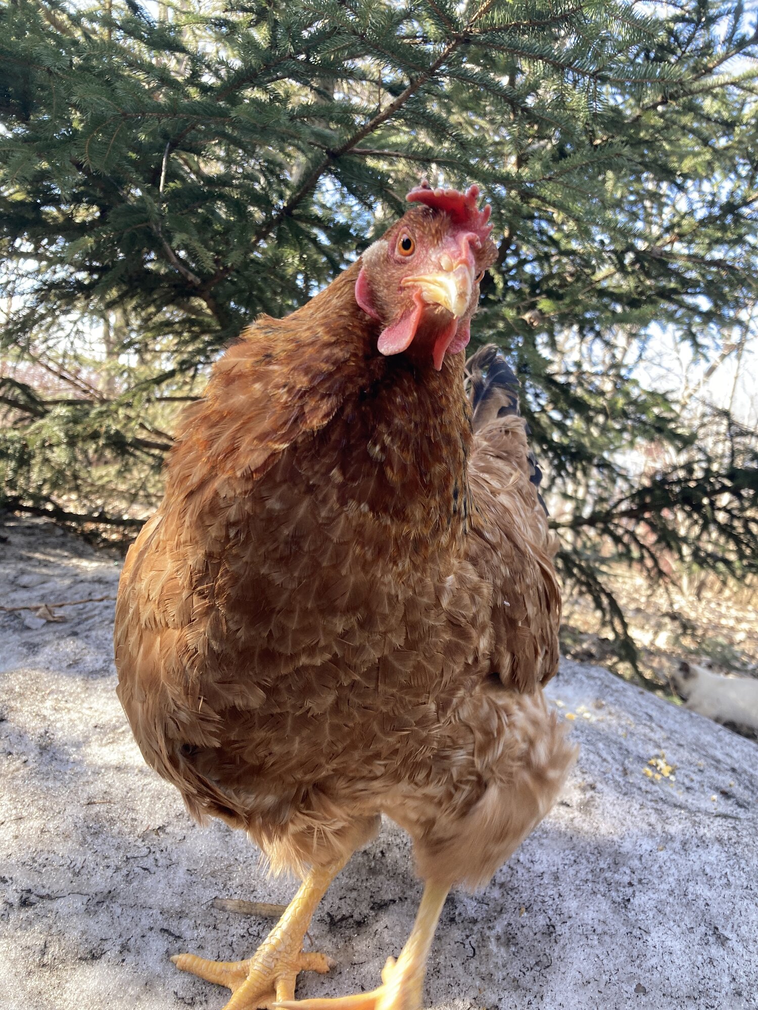 2024—Winter on the Farm Photo Contest 98.jpg