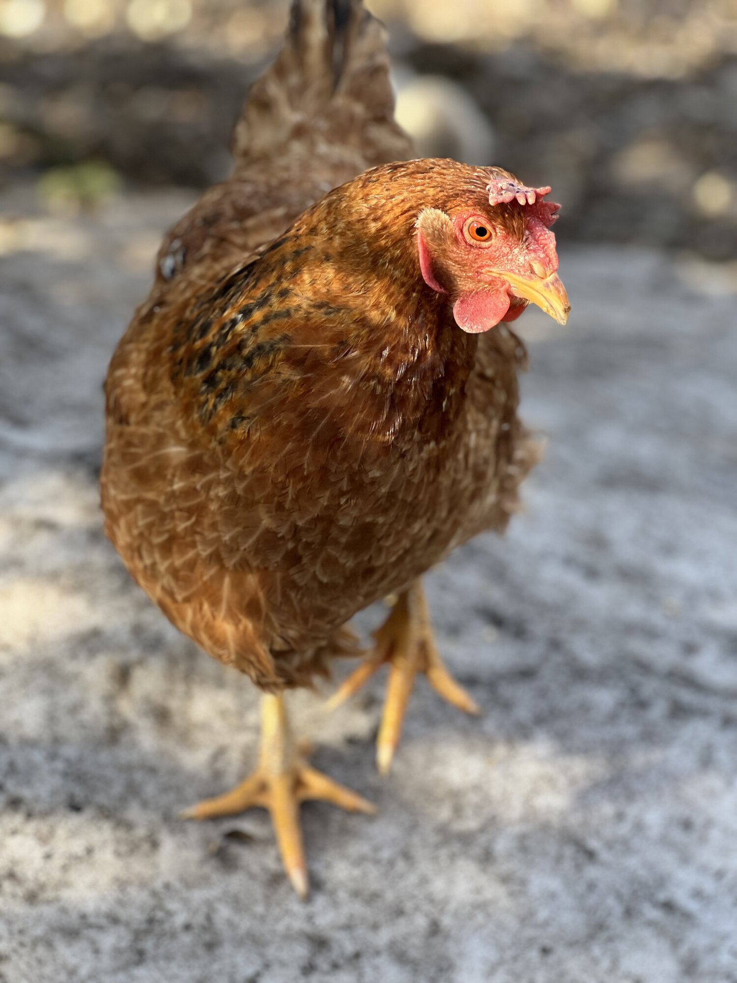 2024—Winter on the Farm Photo Contest 99.jpg