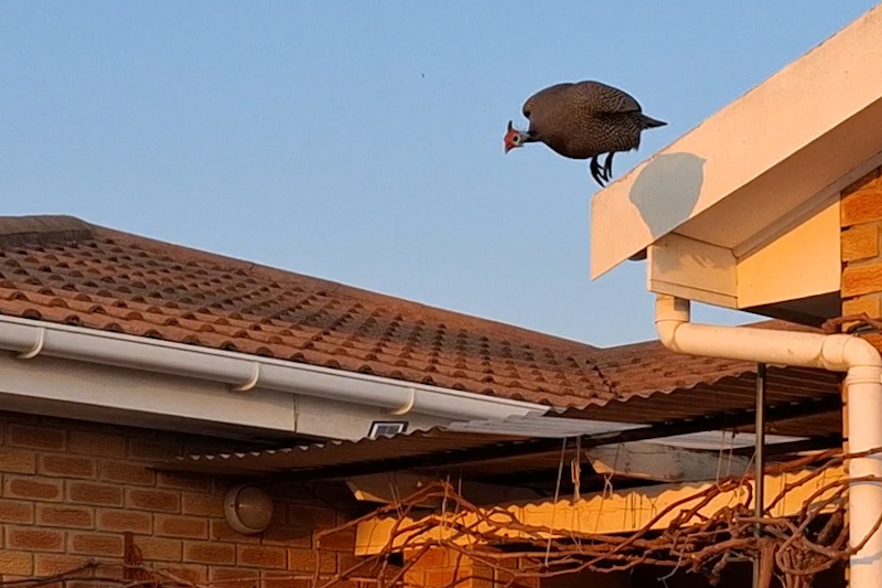 2024-06-28 VideoCapture roof launch 1.jpg
