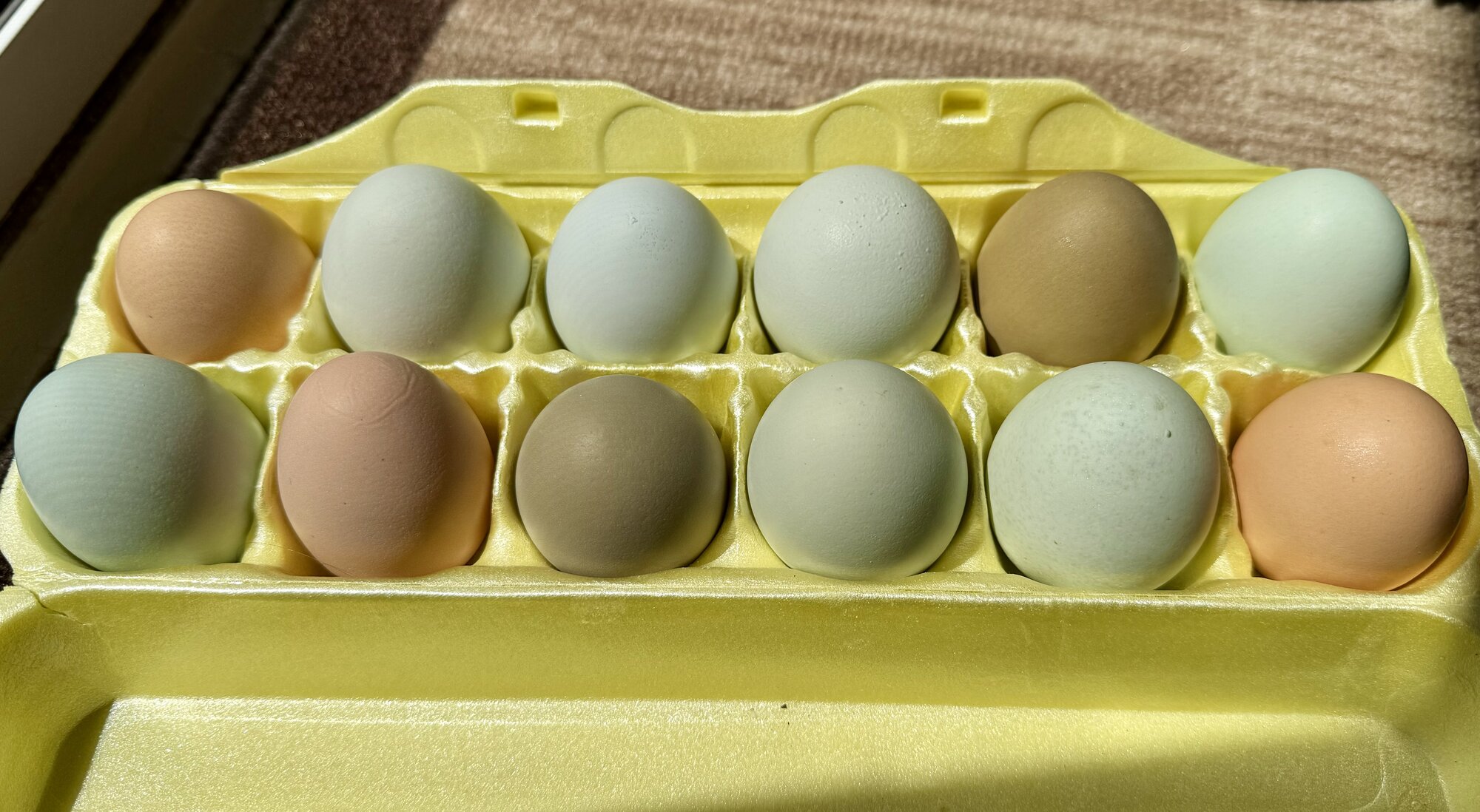 2024 eggs sample