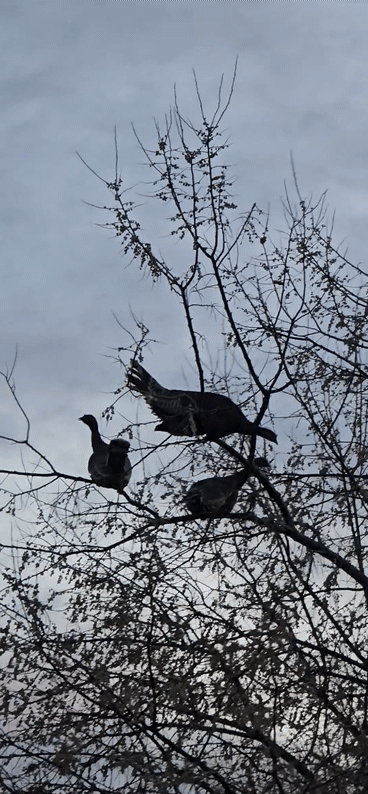 20241218_163926_1.gif