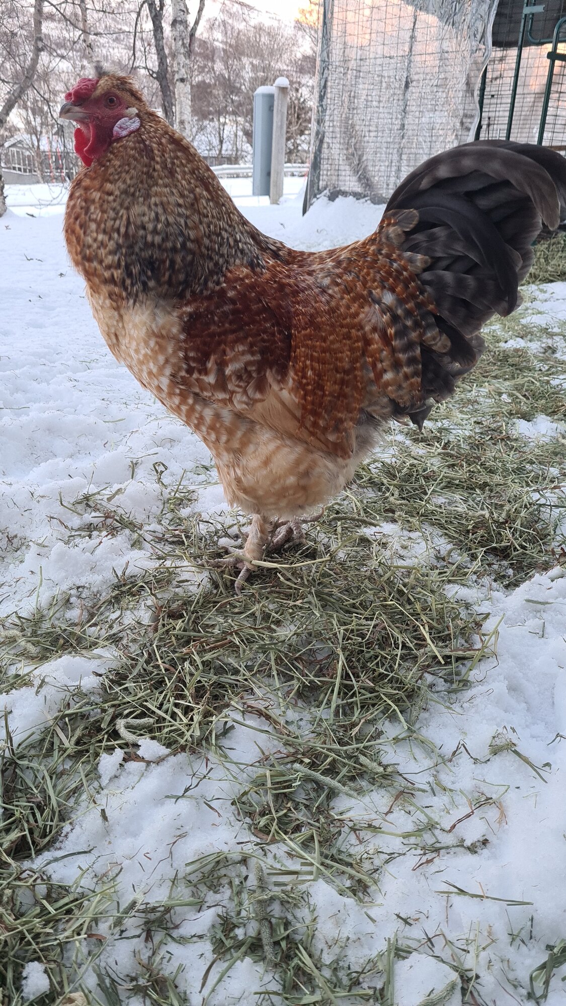 2024—Winter on the Farm Photo Contest 12.jpg BackYard Chickens Learn How to Raise Chickens
