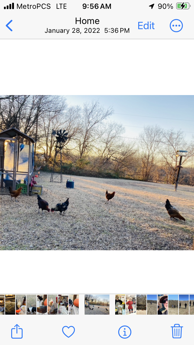 2024—Winter on the Farm Photo Contest 24.png BackYard Chickens Learn How to Raise Chickens