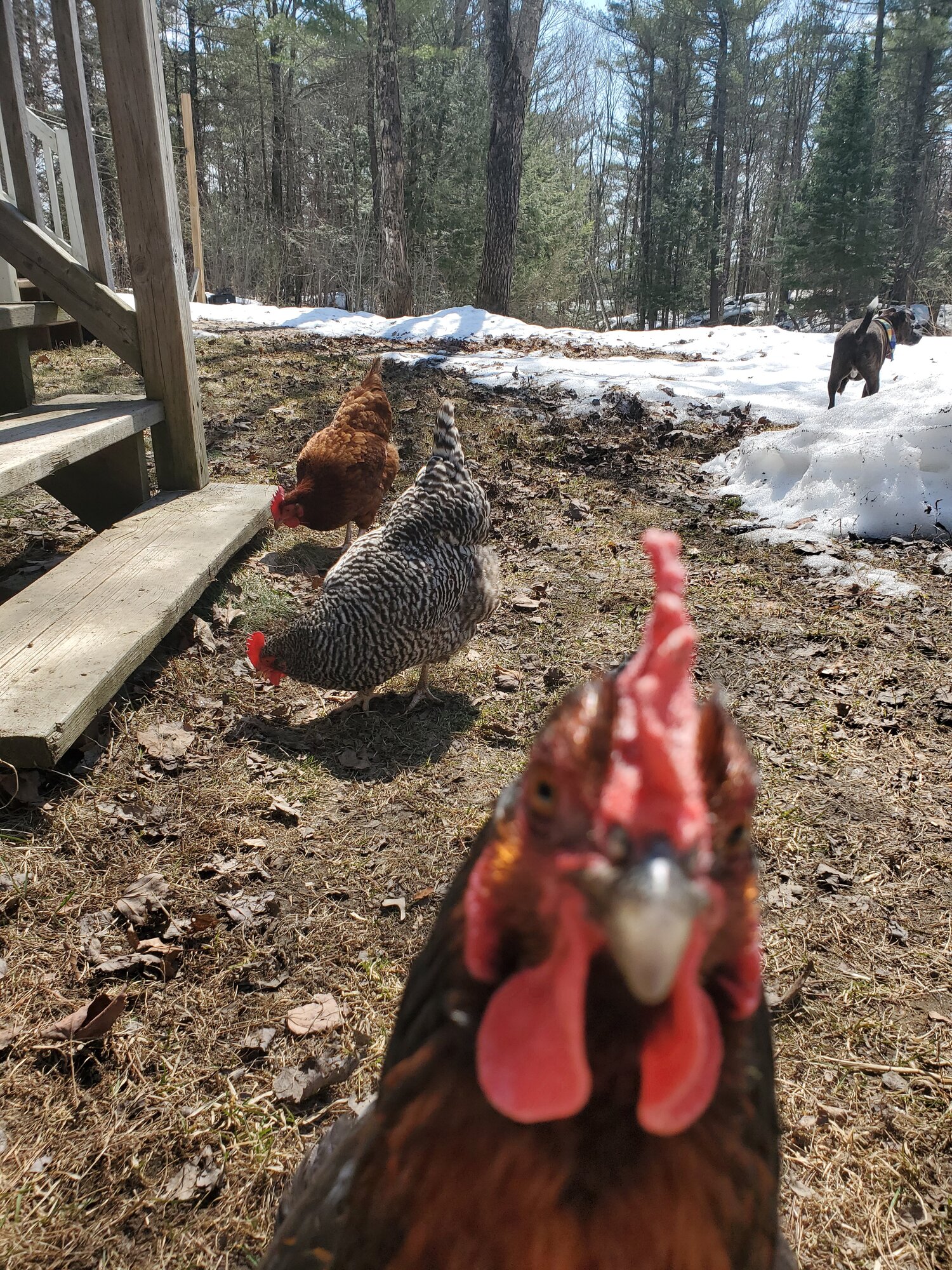 2024—Winter on the Farm Photo Contest 28.jpg BackYard Chickens Learn How to Raise Chickens
