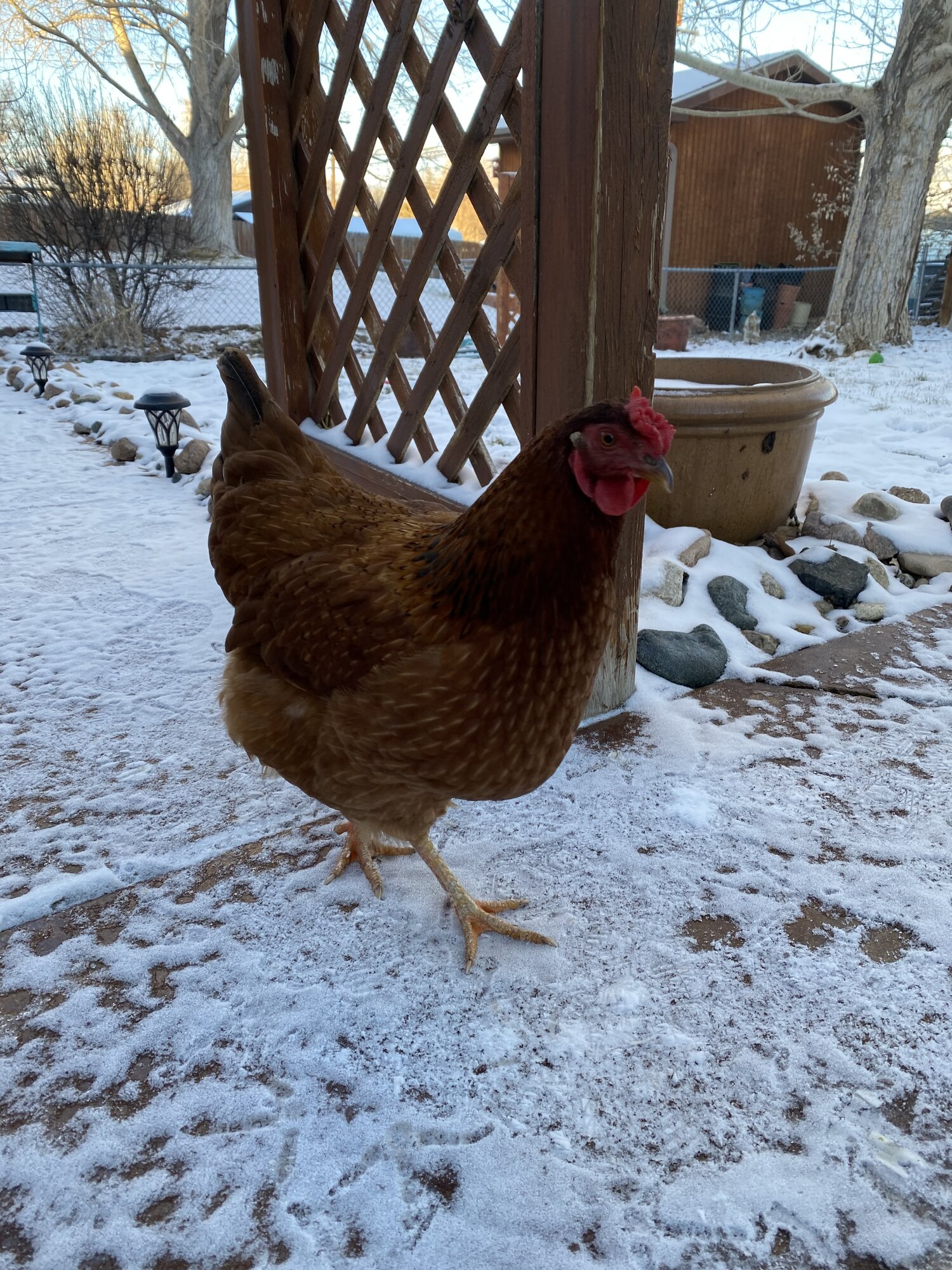 2024—Winter on the Farm Photo Contest 34.jpg BackYard Chickens Learn How to Raise Chickens