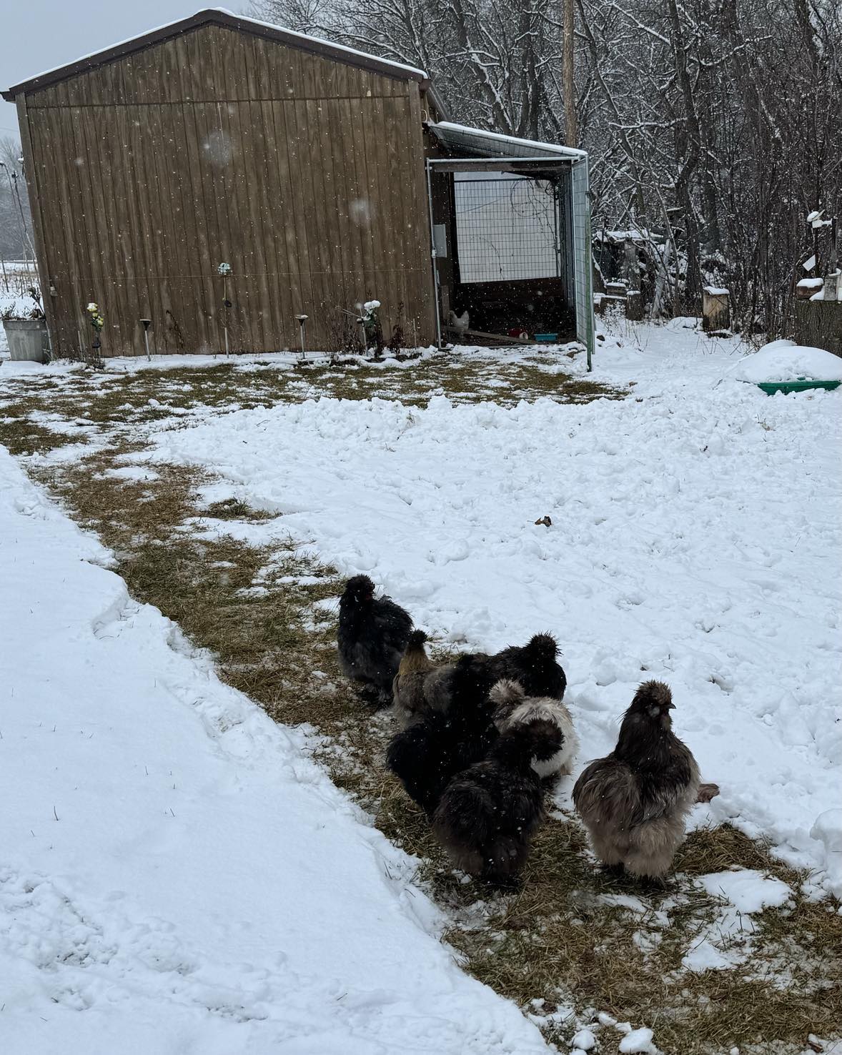 2024—Winter on the Farm Photo Contest 42.jpg BackYard Chickens Learn How to Raise Chickens